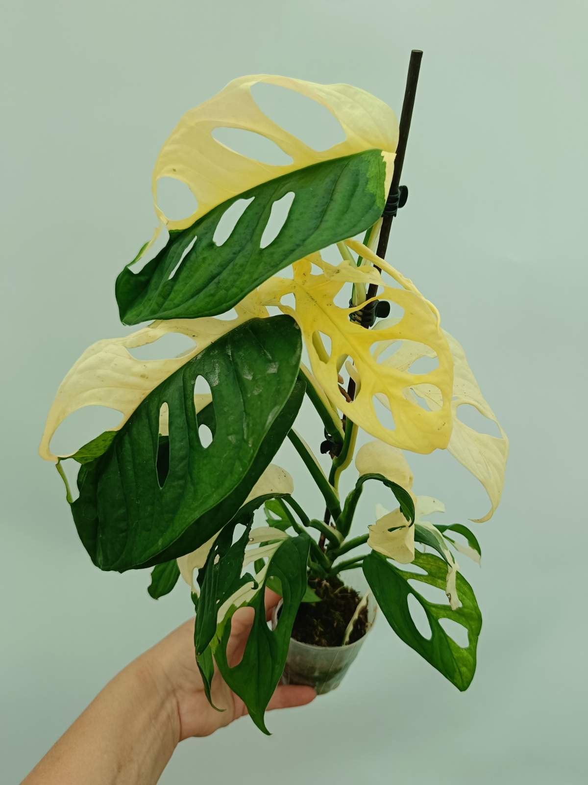 Monstera adansonii variegata