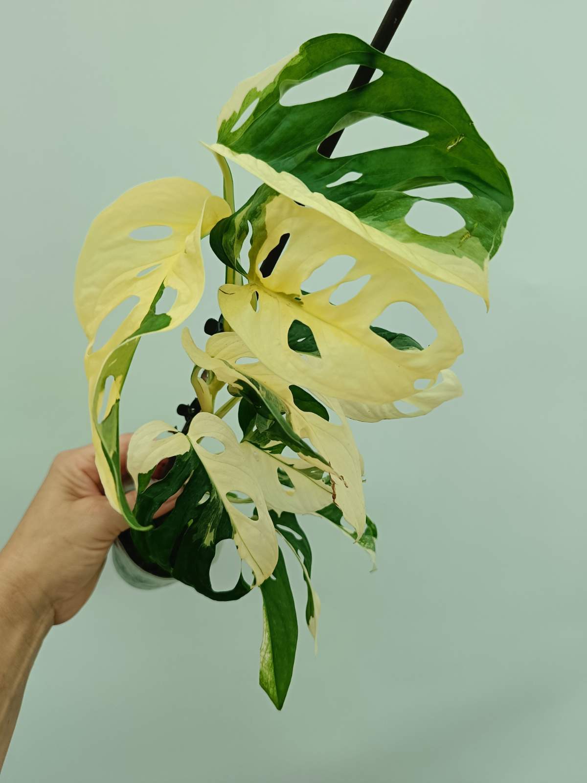 albo monstera adansonii Monstera adansonii variegata