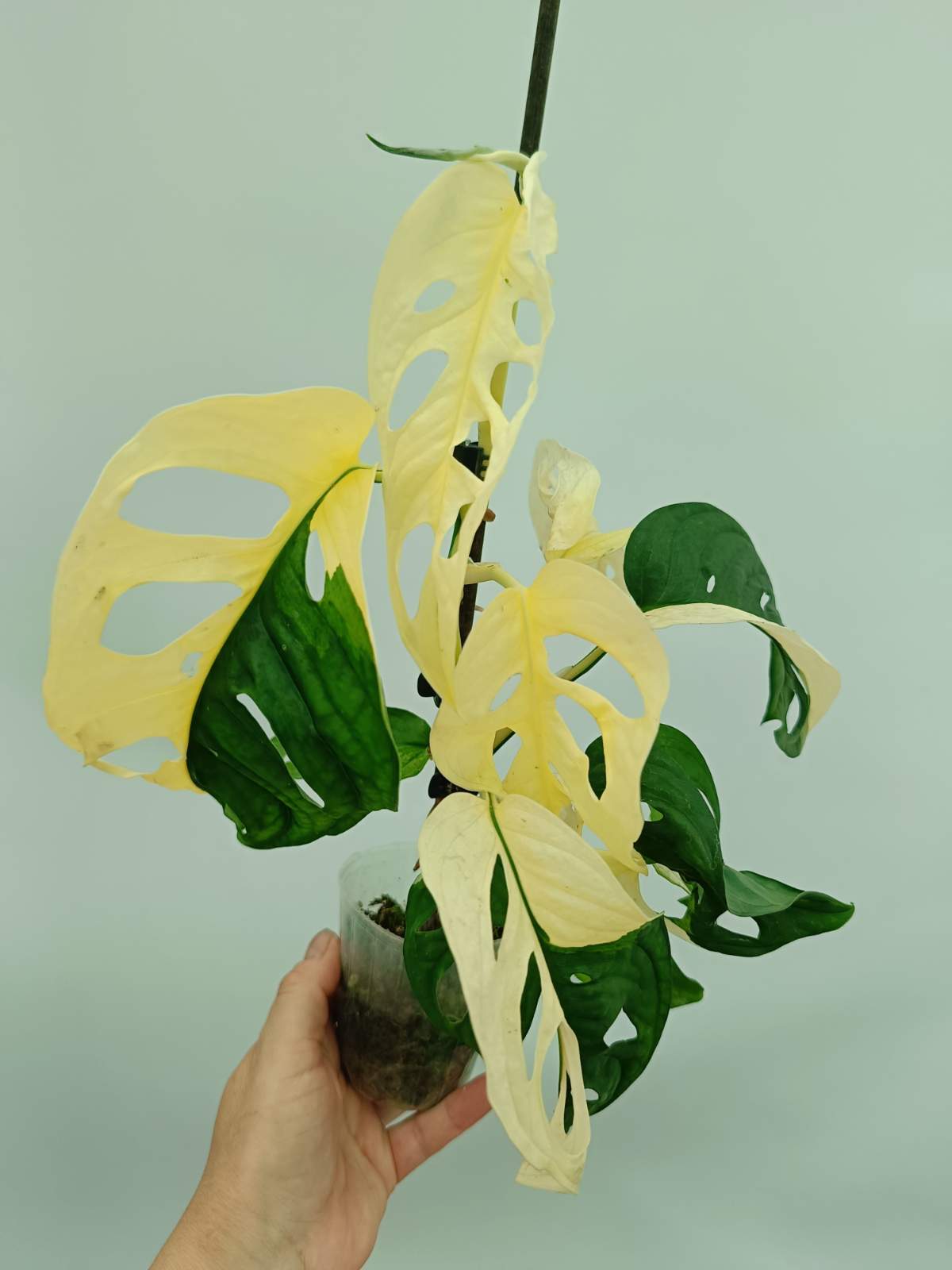 Monstera adansonii variegata
