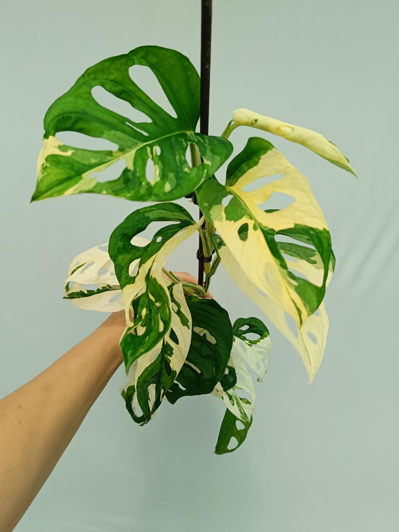 Monstera adansonii variegata | Welovetropicalplants