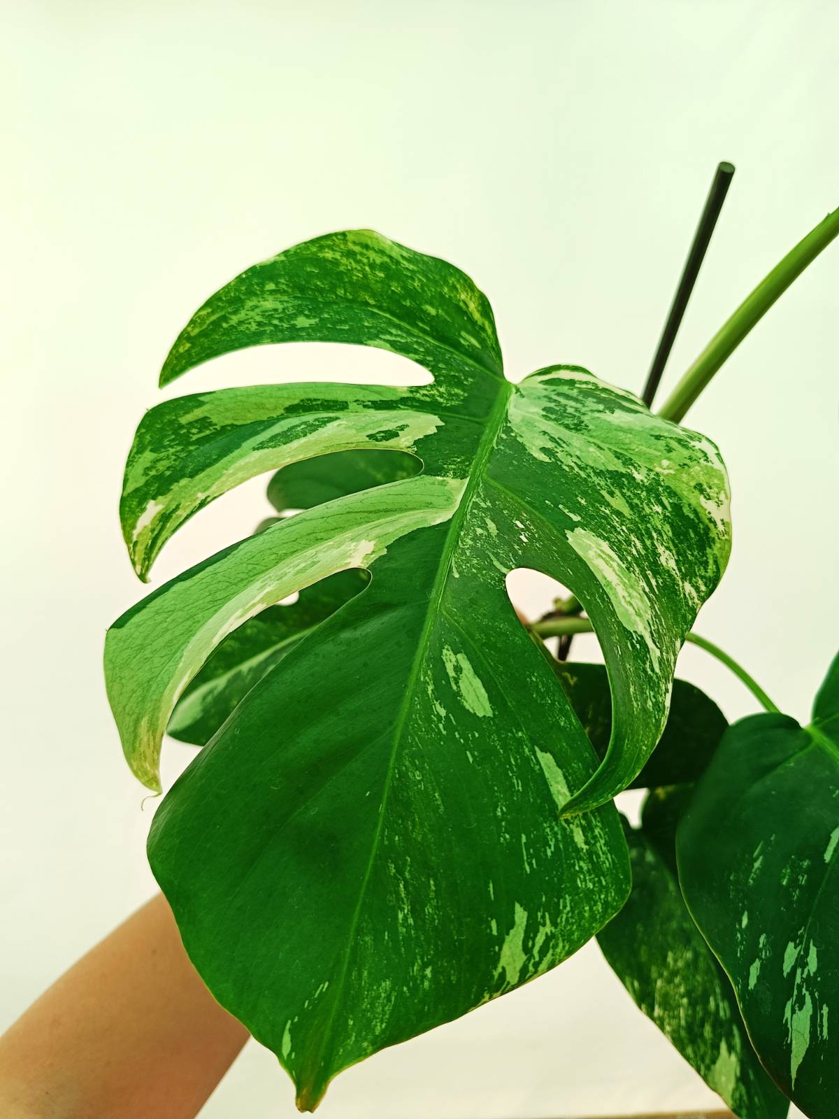 Monstera Albo Variegata