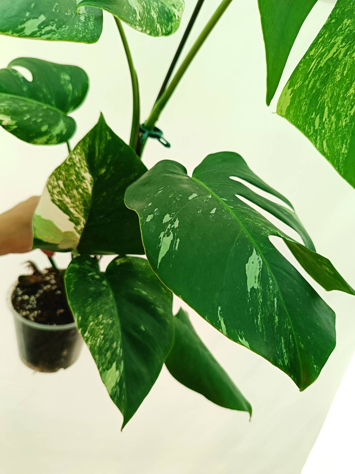Monstera Albo Variegata