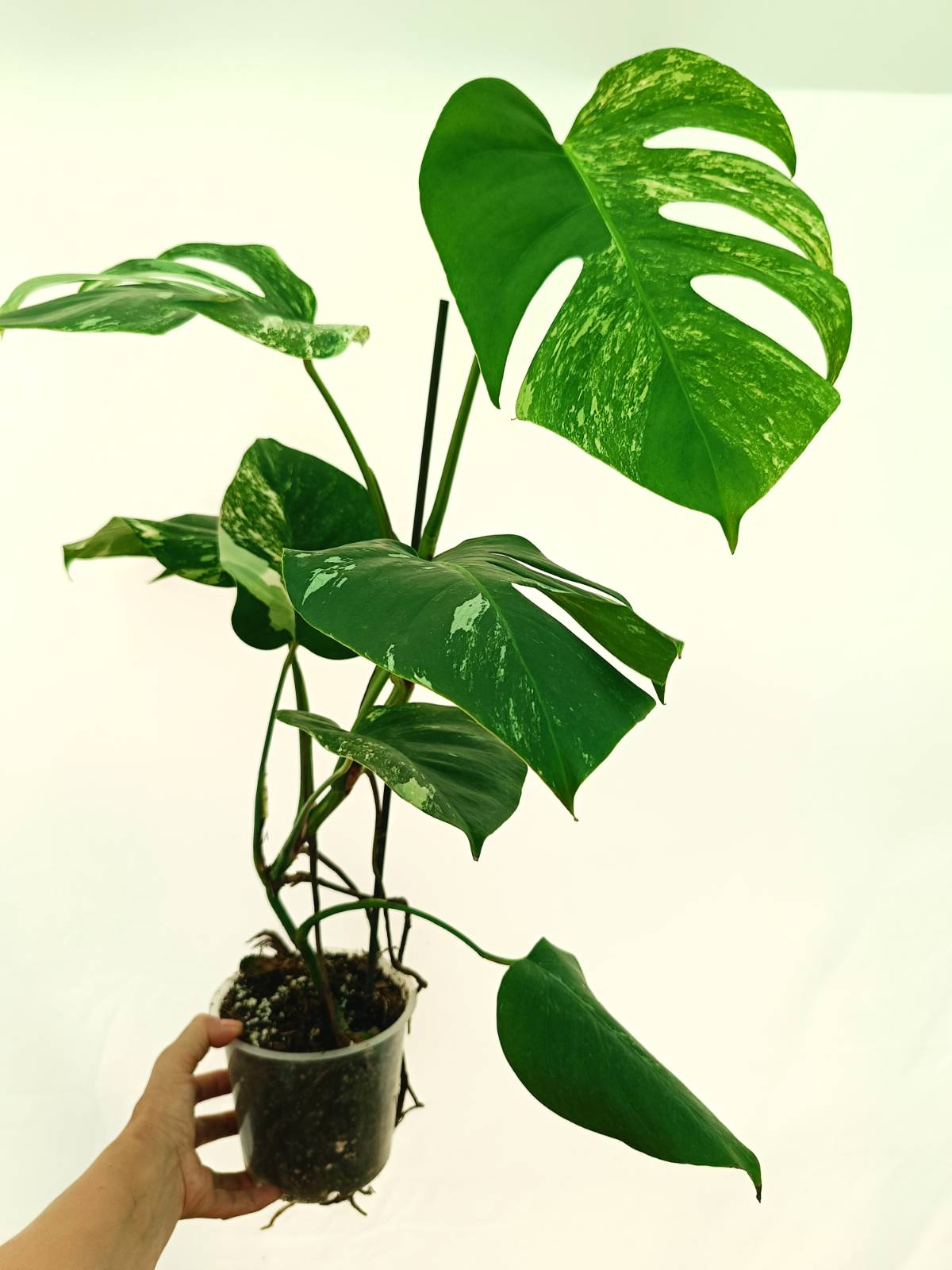 Monstera Albo Variegata