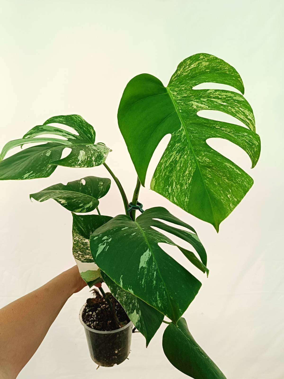 Monstera Albo Variegata