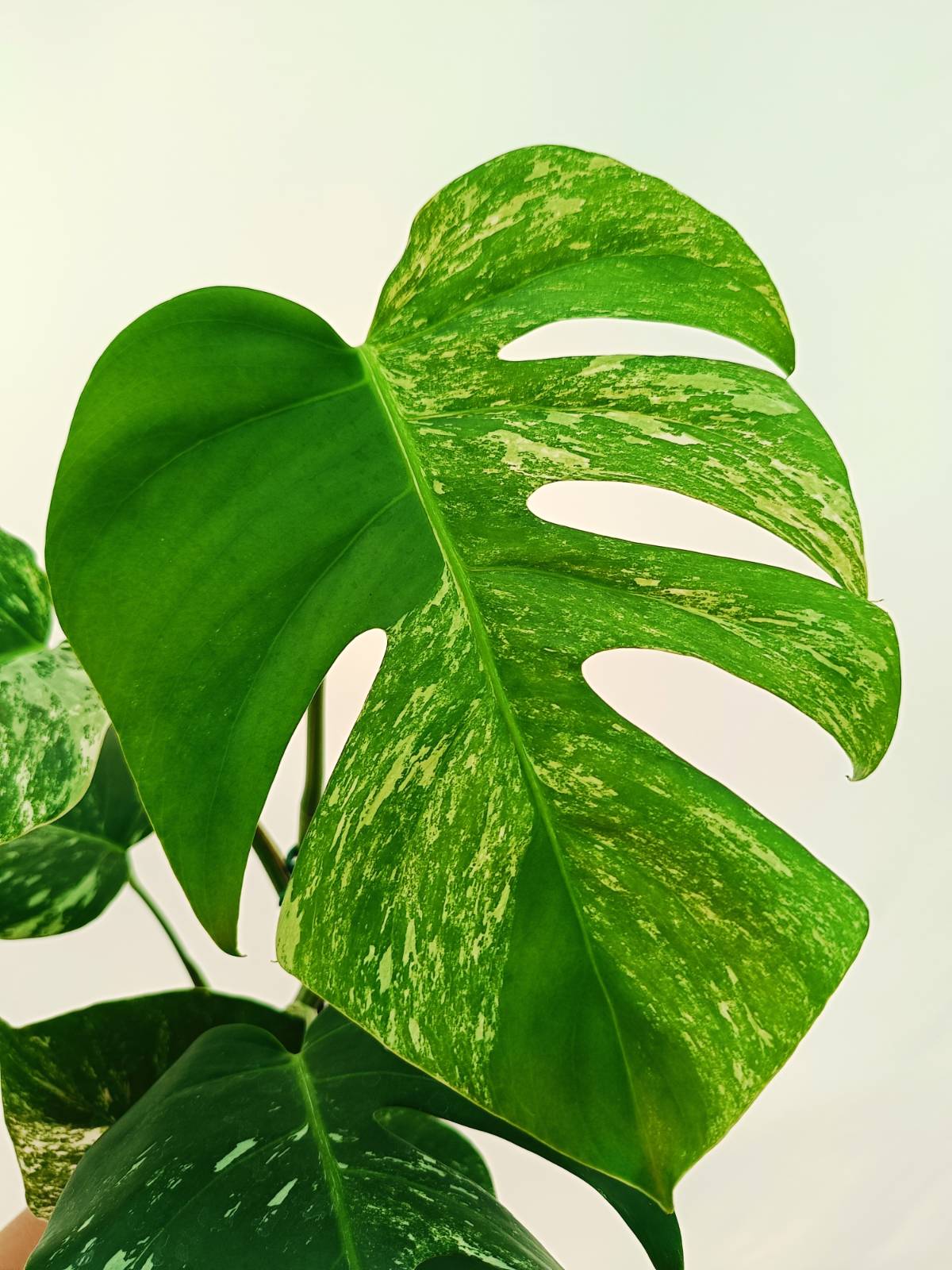 Monstera Albo Variegata