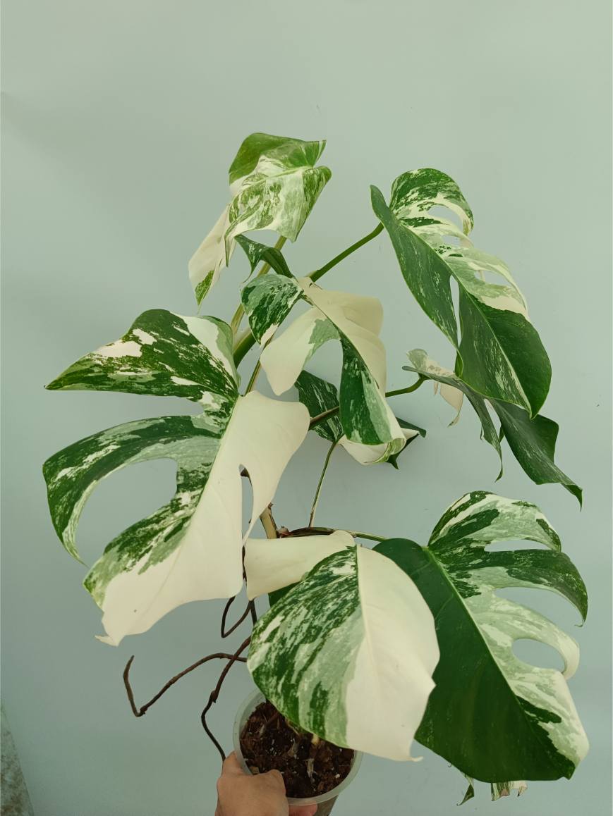 albo monstera for sale near me Monstera albo variegata