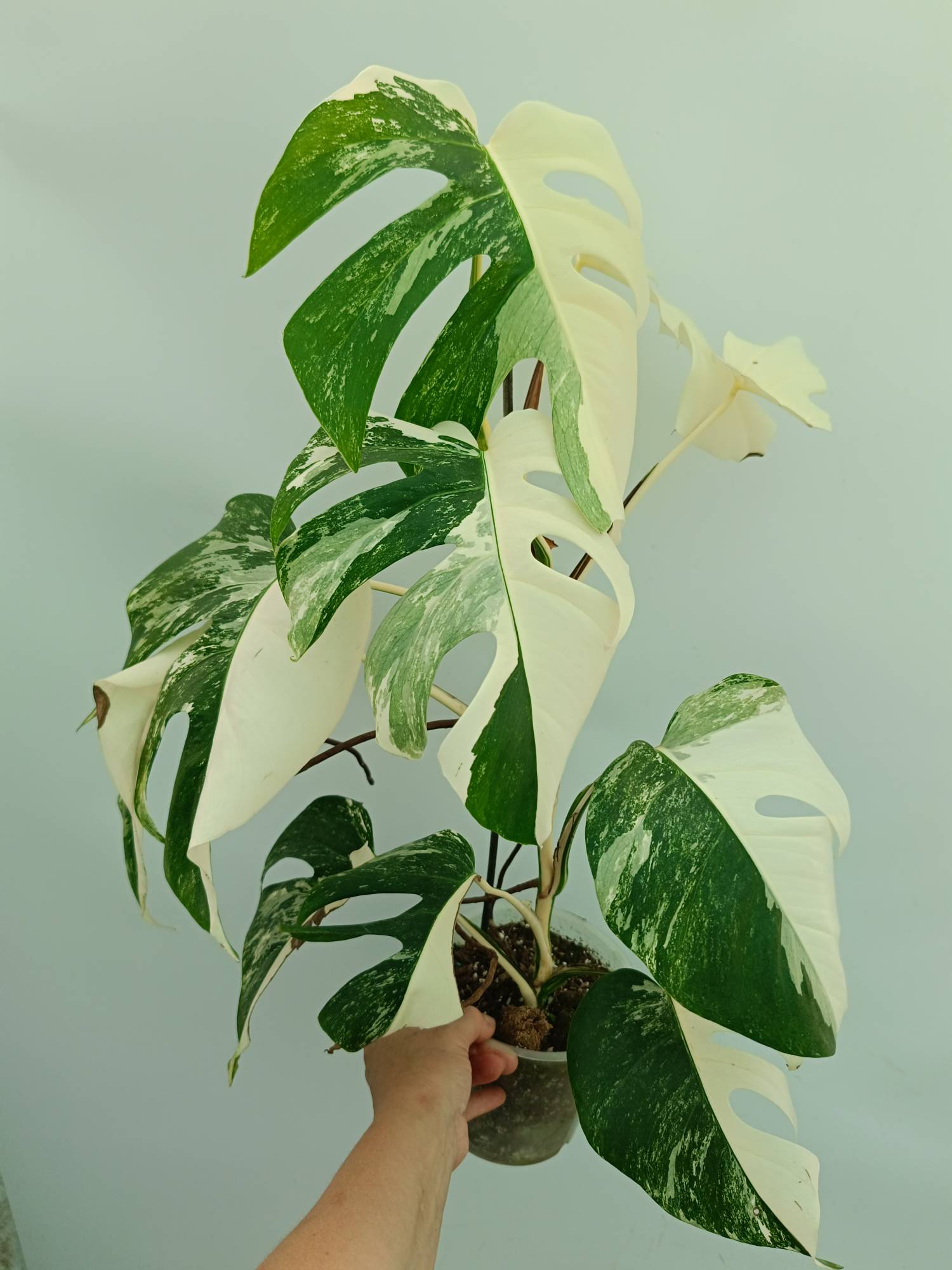 Monstera albo variegata EXTRA WHITE