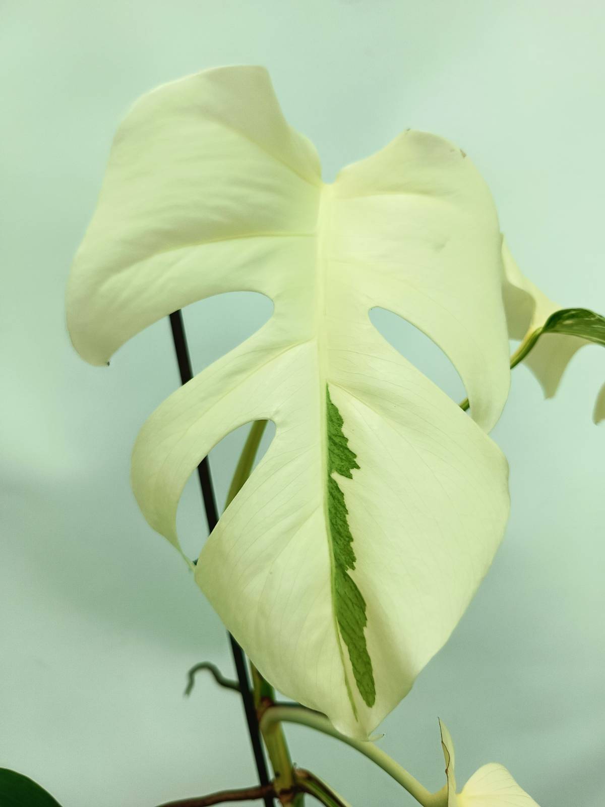 white monstera plant for sale near me Monstera albo variegata EXTRA WHITE