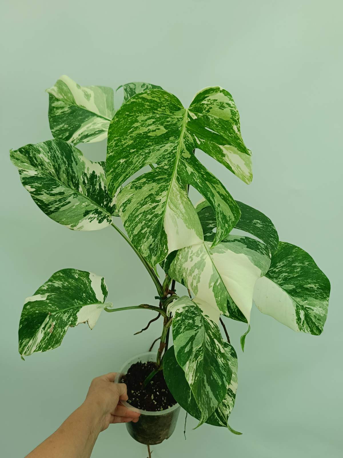 Monstera Albo Variegata EXTRA
