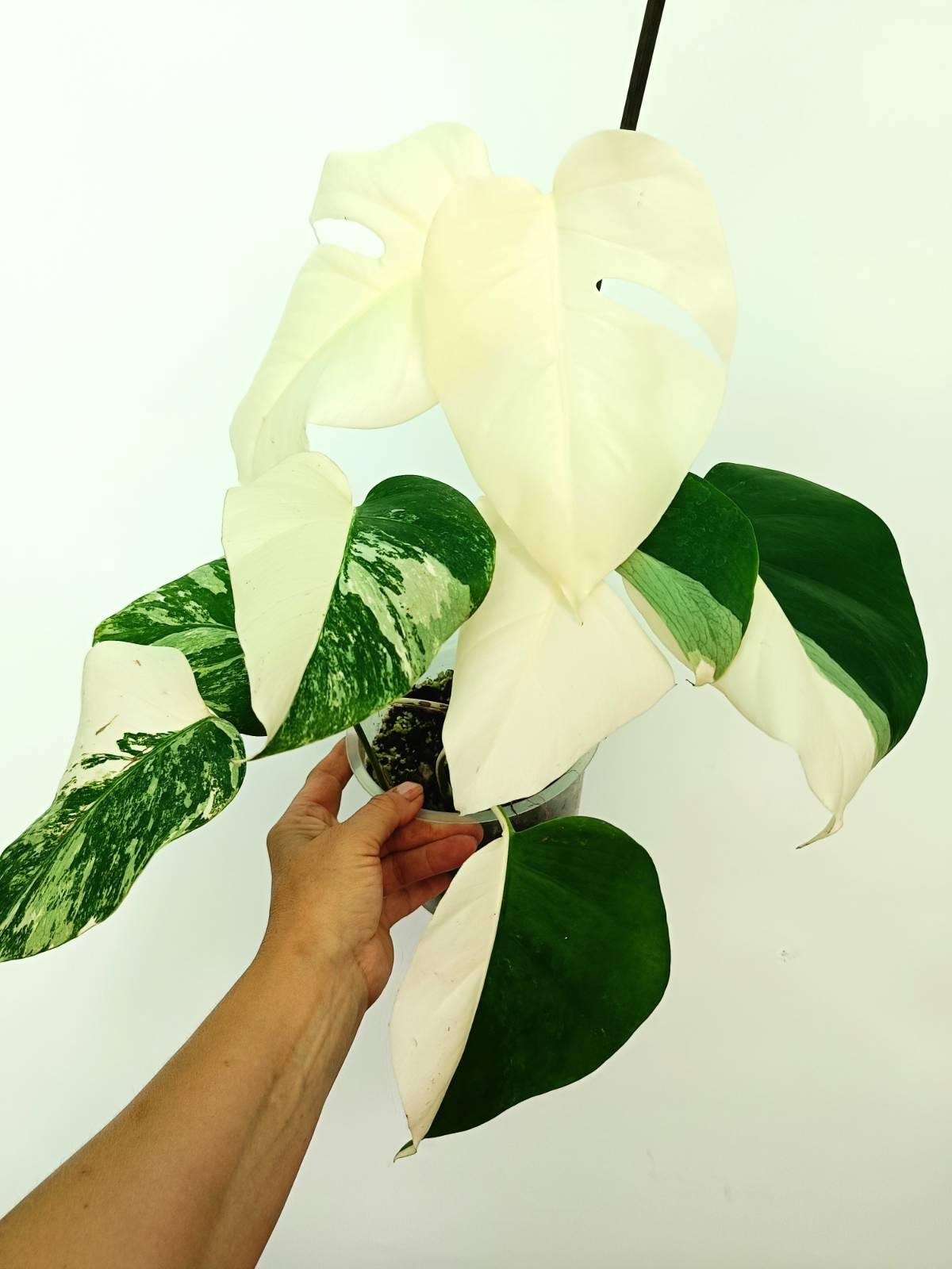 all white monstera albo Monstera albo variegata EXTRA WHITE