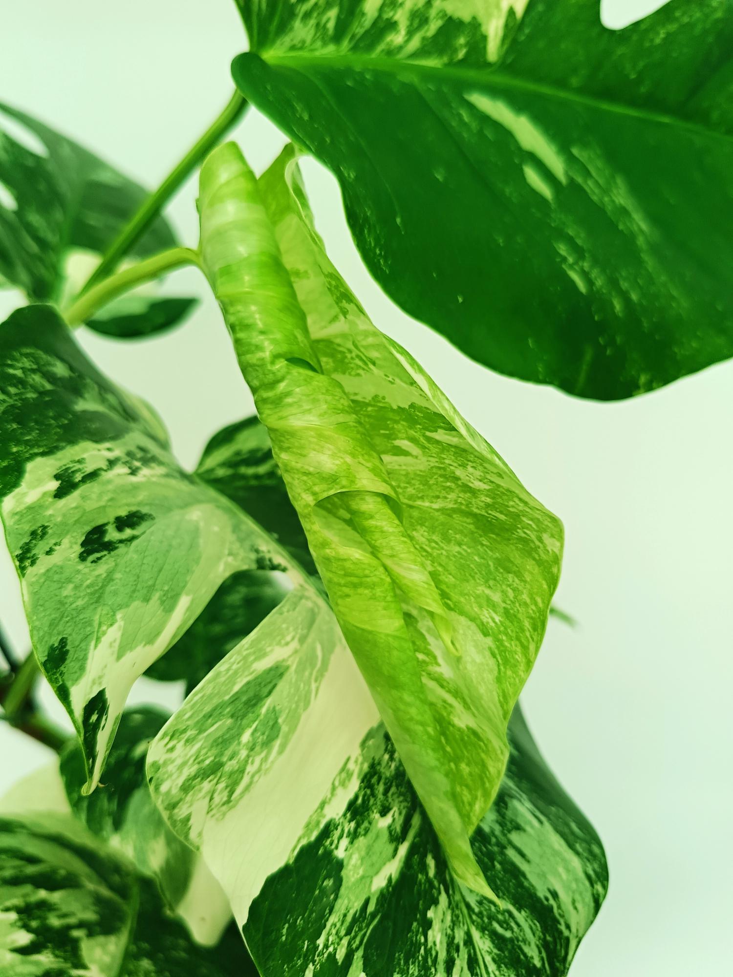 Monstera albo variegata