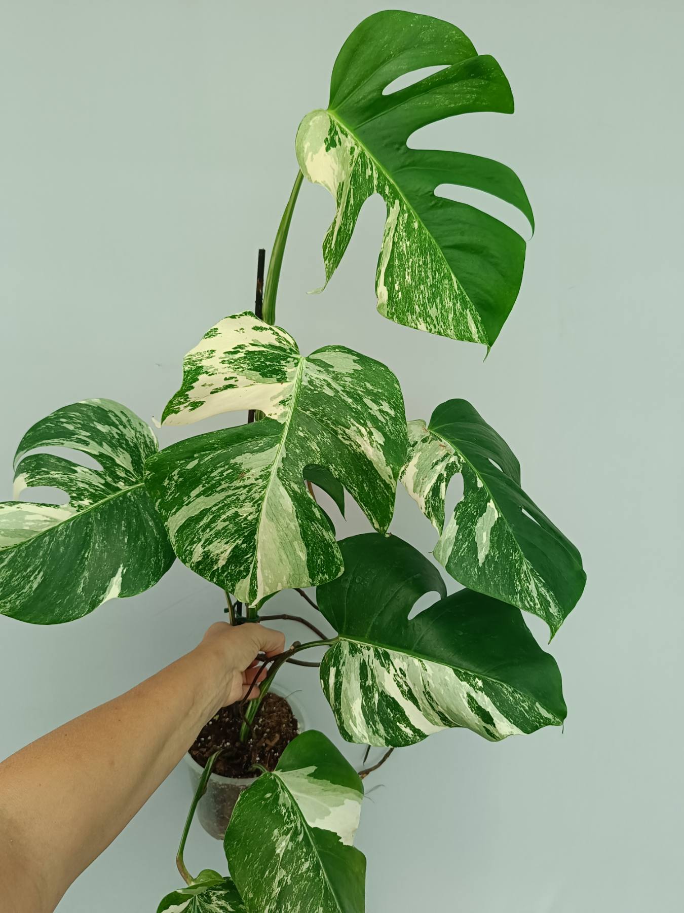 Monstera Albo Variegata