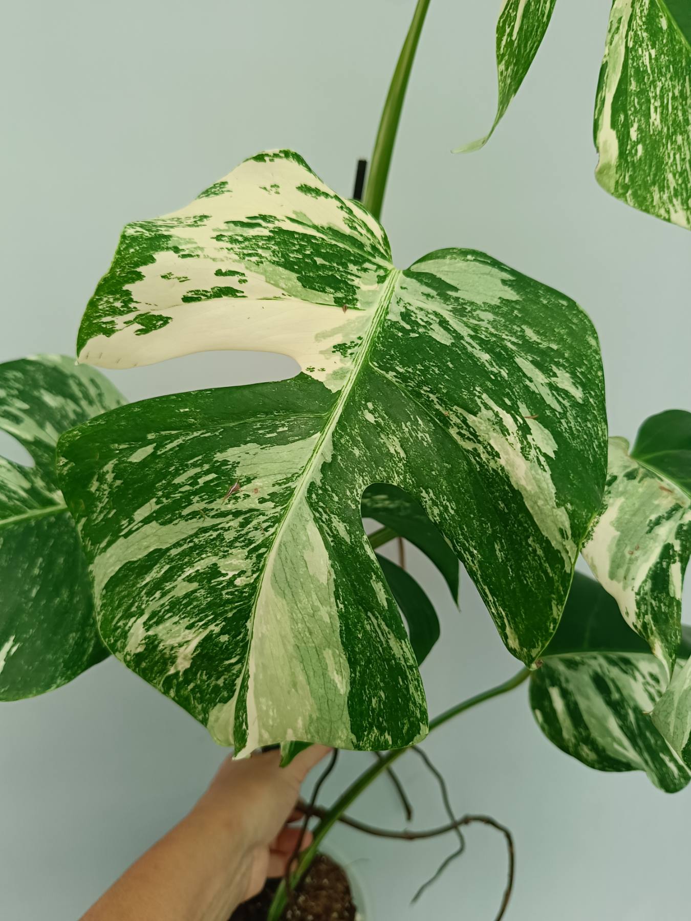 Monstera Albo Variegata