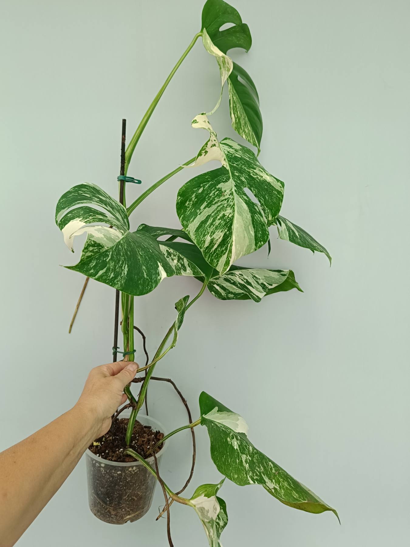 Monstera Albo Variegata