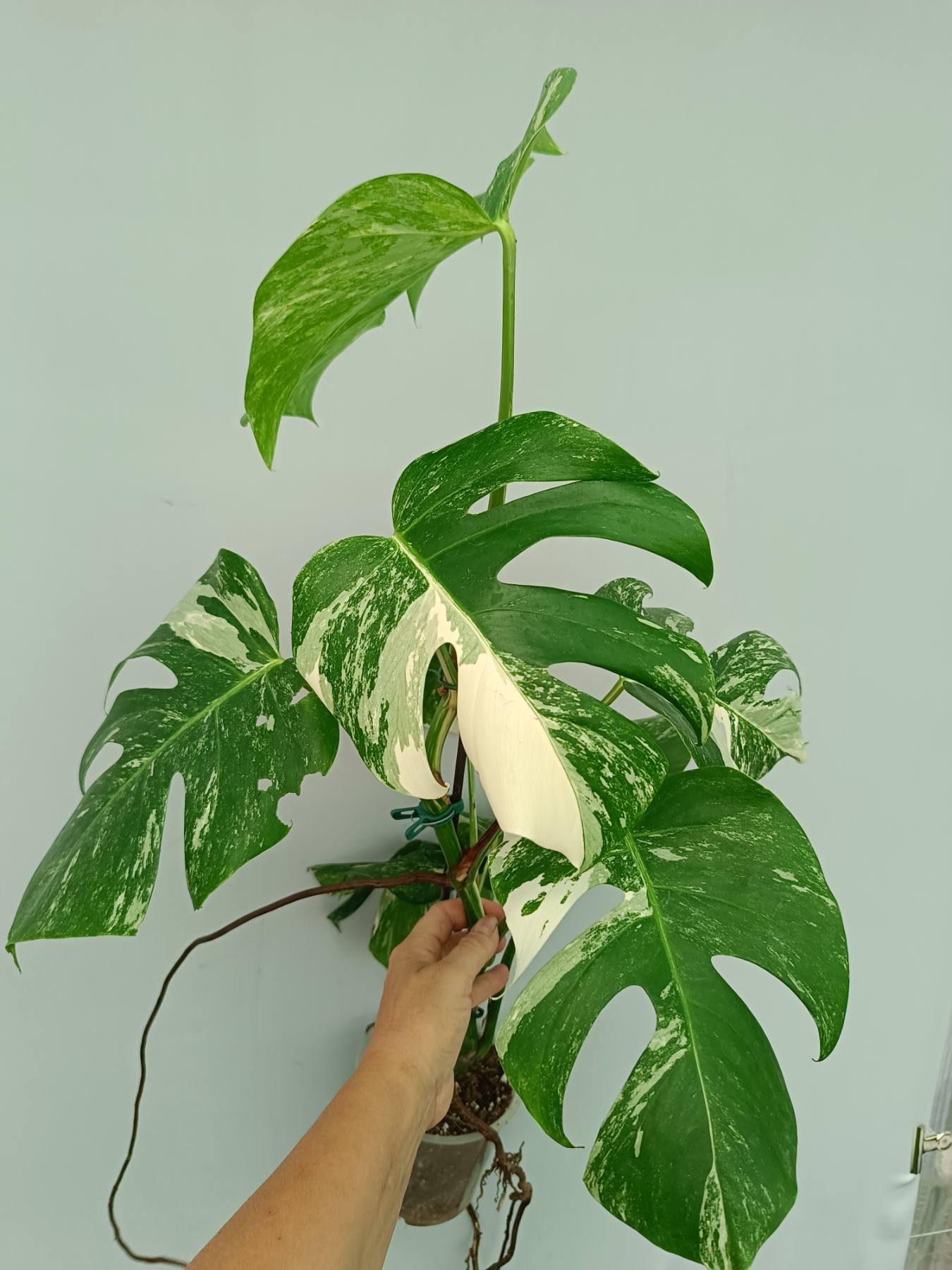 Monstera Albo Variegata