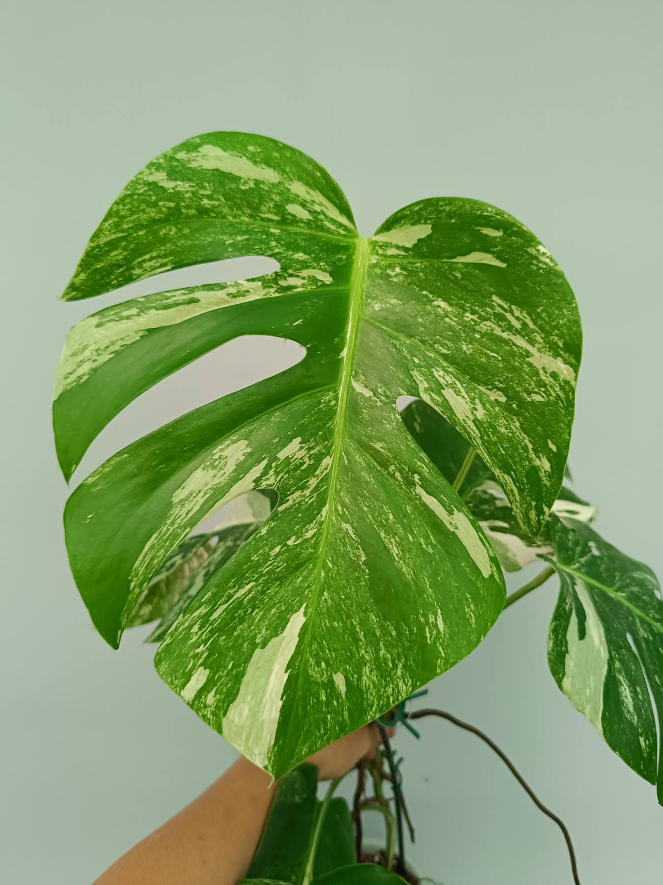 Monstera Albo Variegata