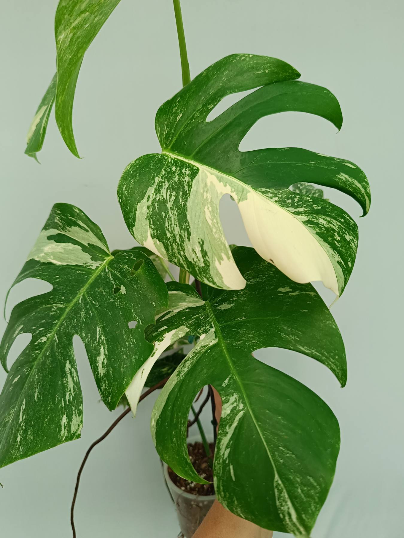 Monstera Albo Variegata