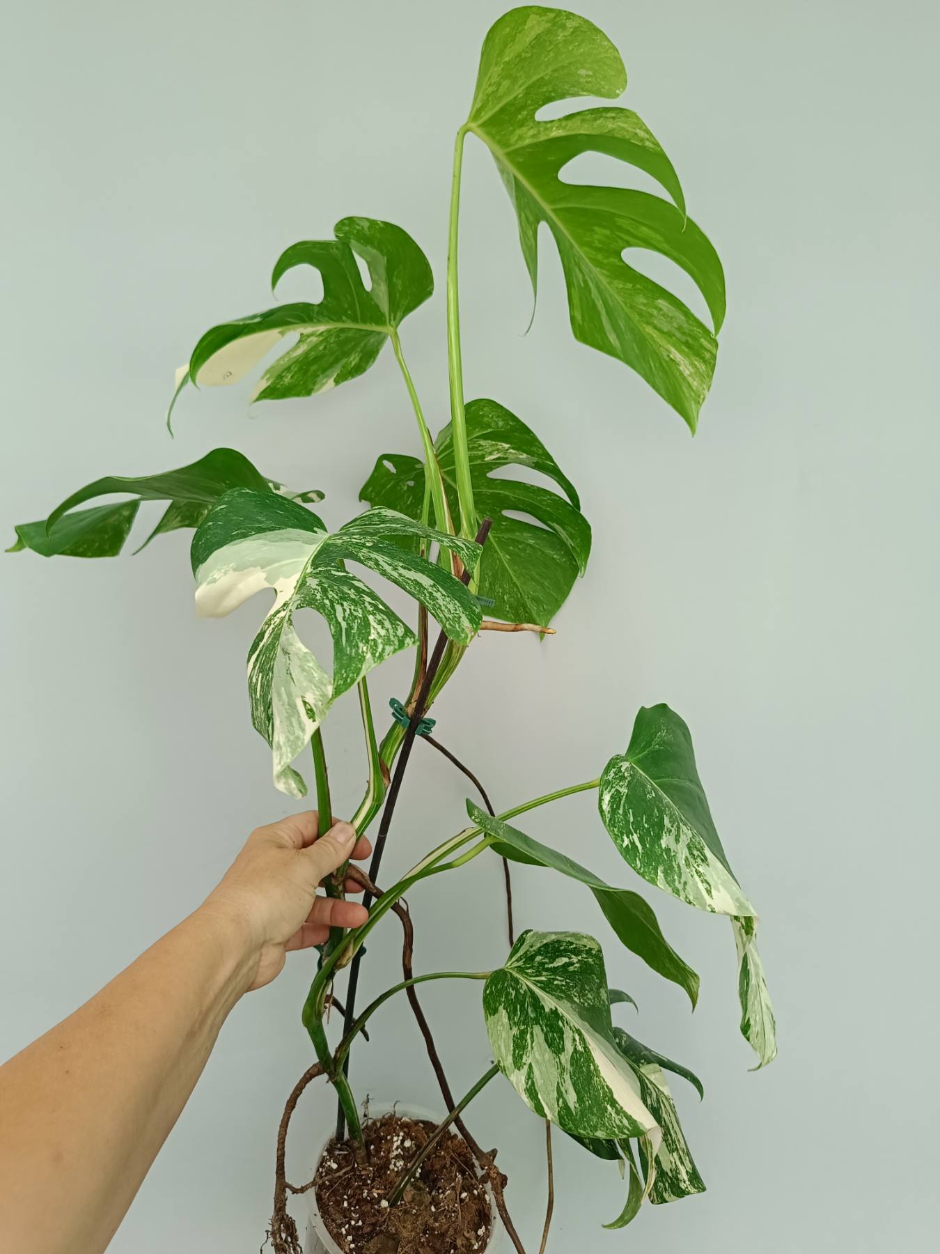 Monstera Albo Variegata