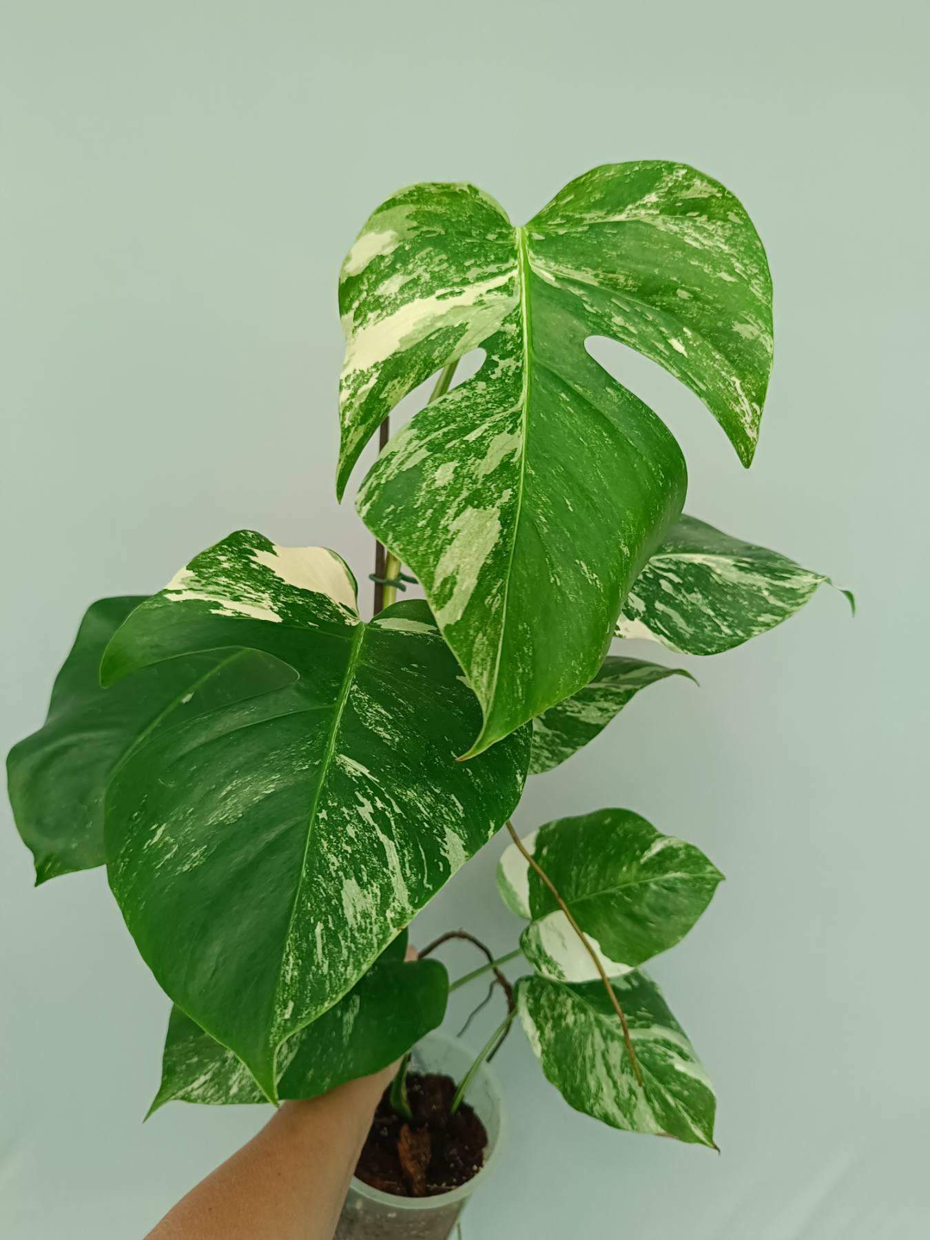 Monstera Albo Variegata