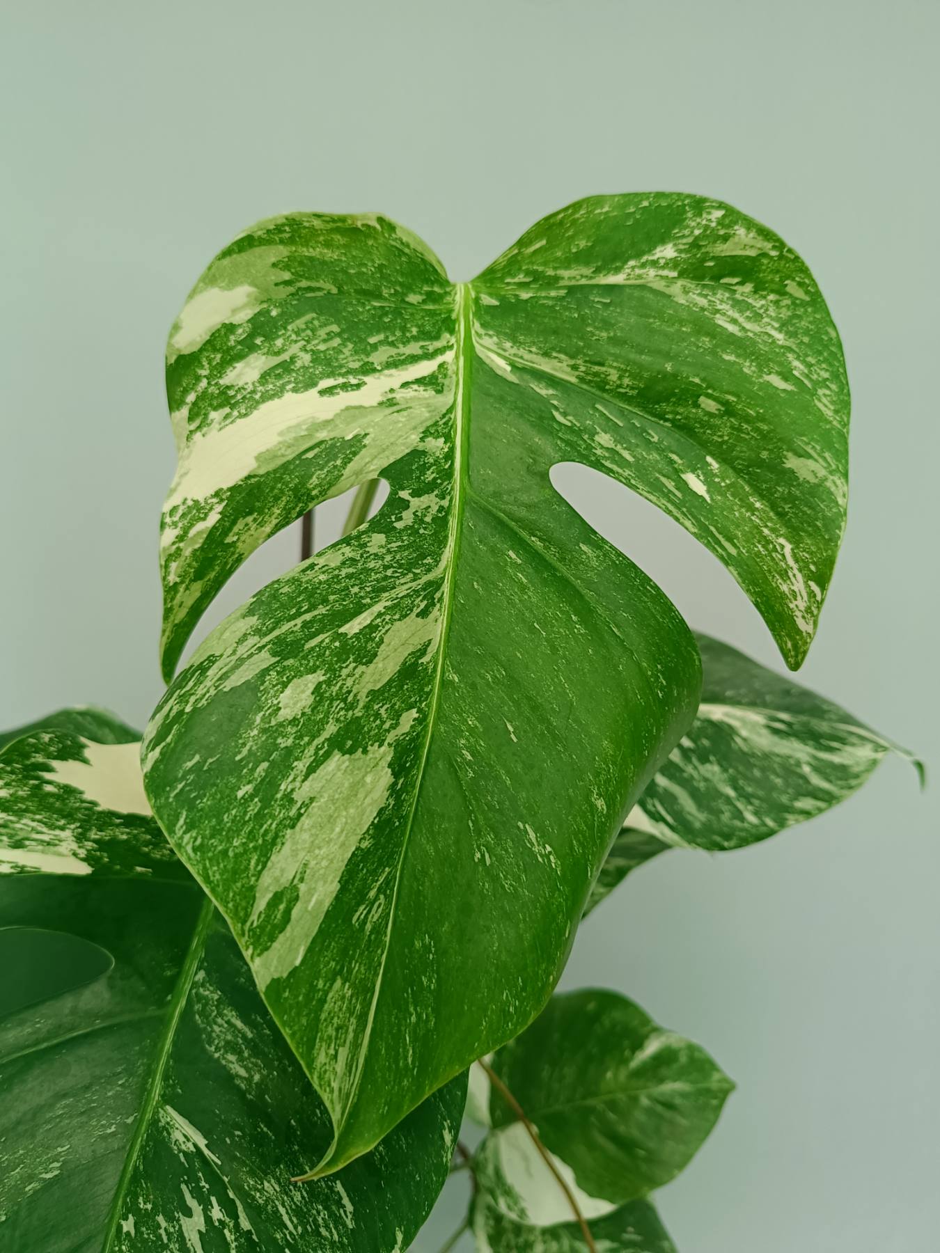 Monstera Albo Variegata
