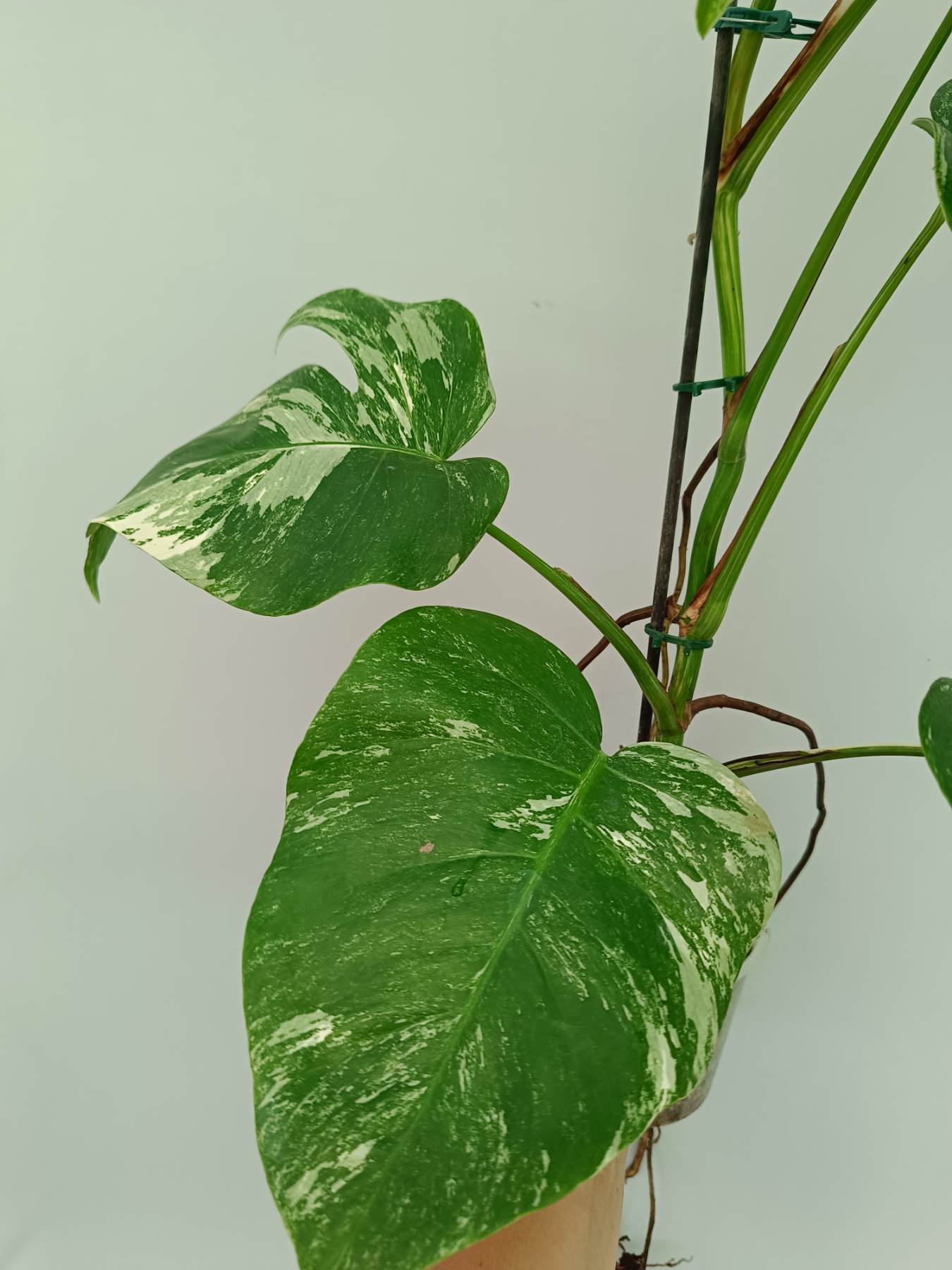 Monstera Albo Variegata