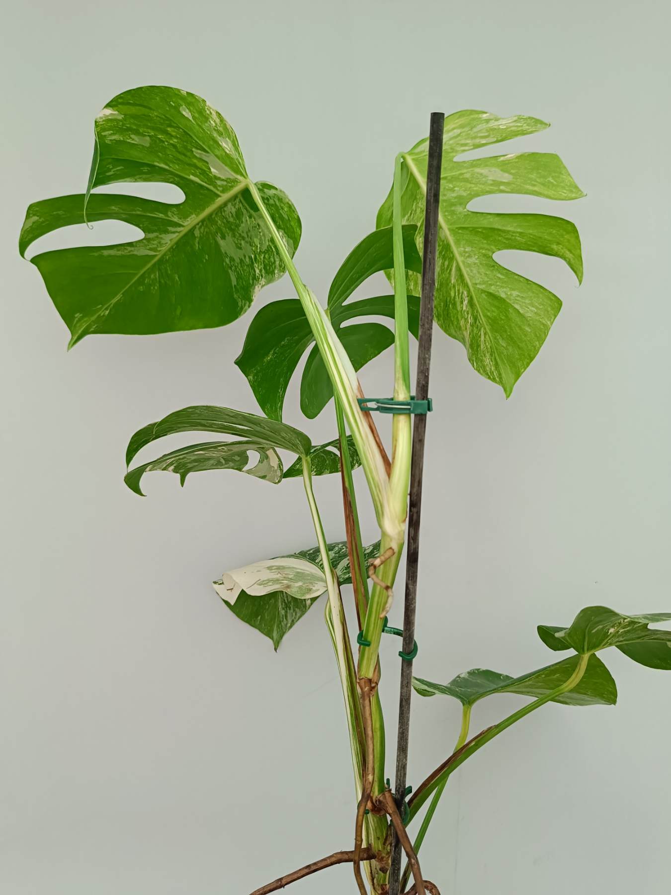 Monstera Albo Variegata