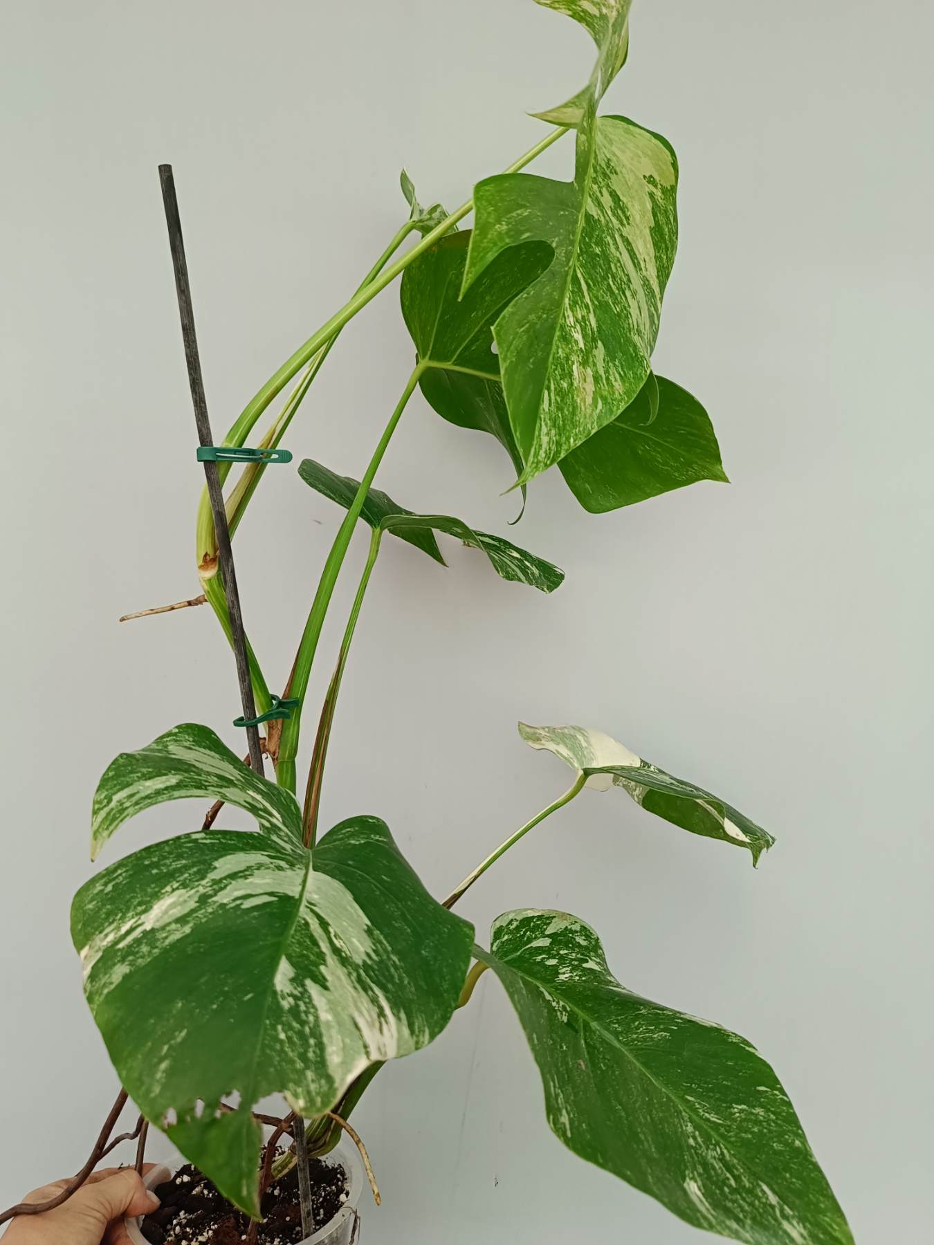 Monstera Albo Variegata