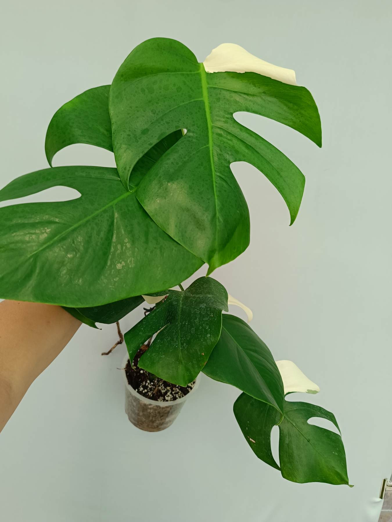 Monstera Albo Variegata Solid White