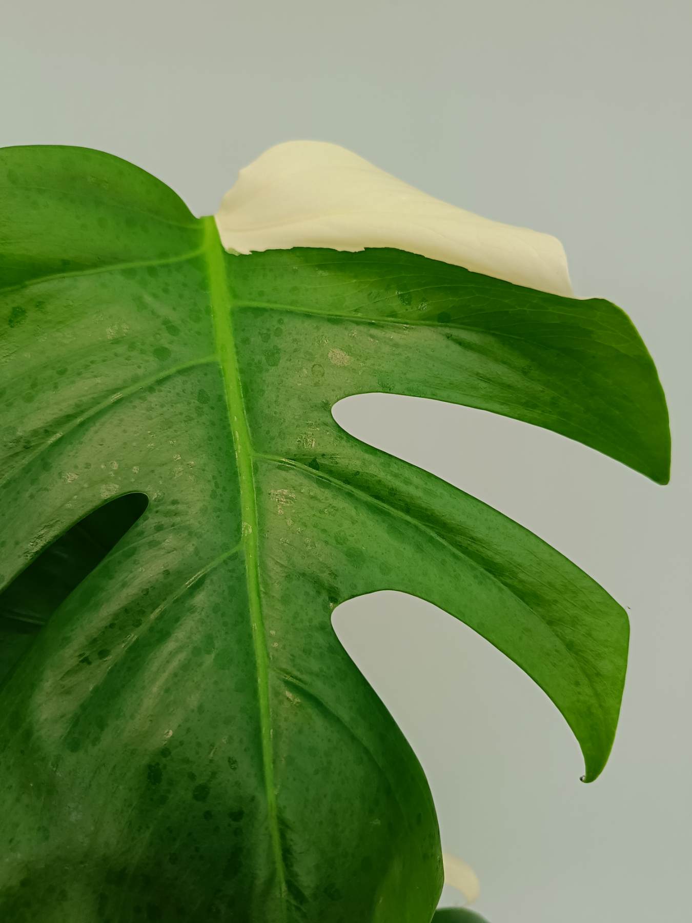 Monstera Albo Variegata Solid White