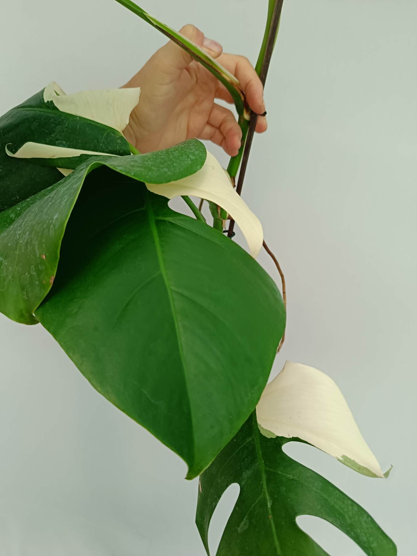 Monstera Albo Variegata Solid White