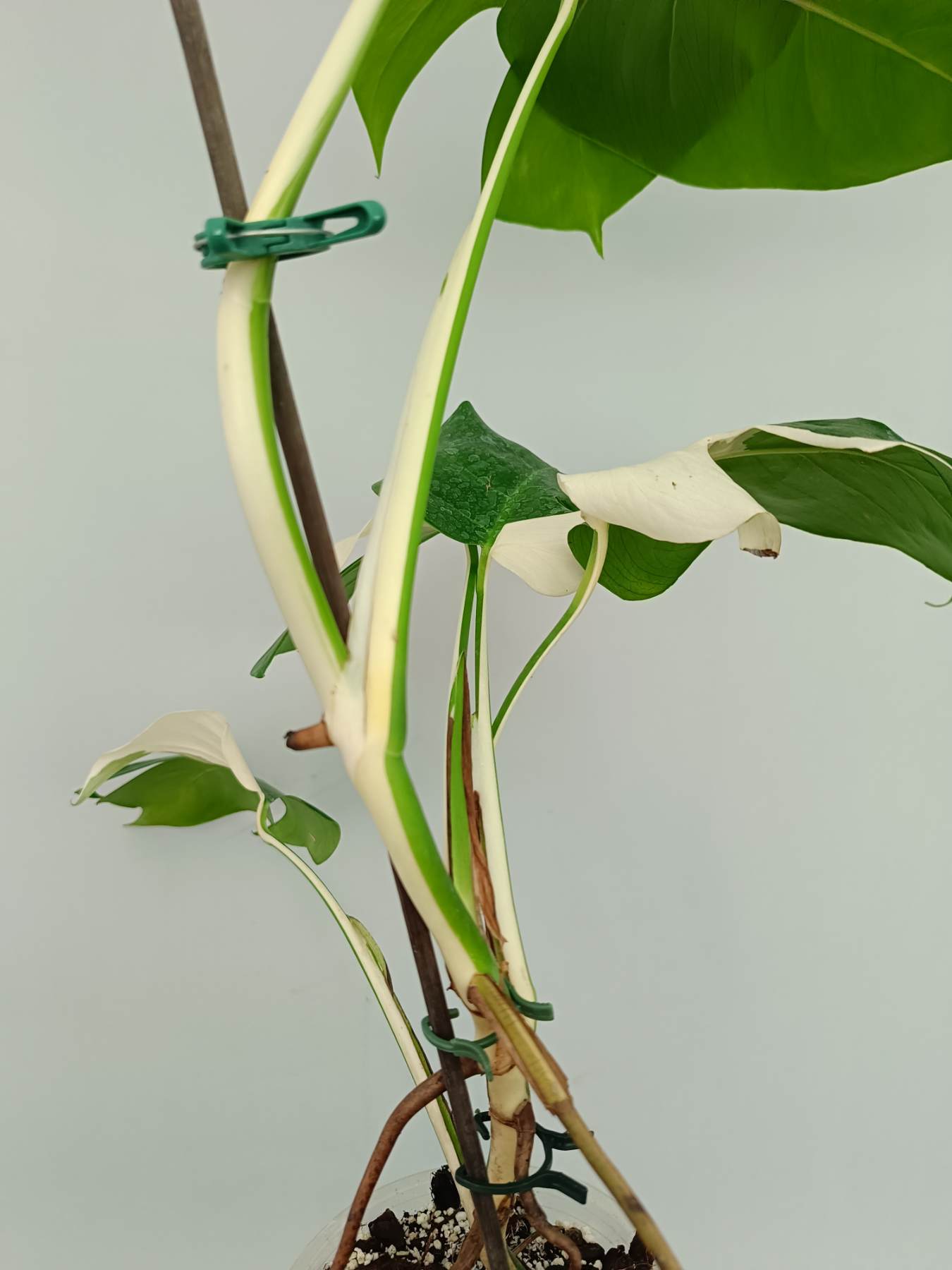 Monstera Albo Variegata Solid White