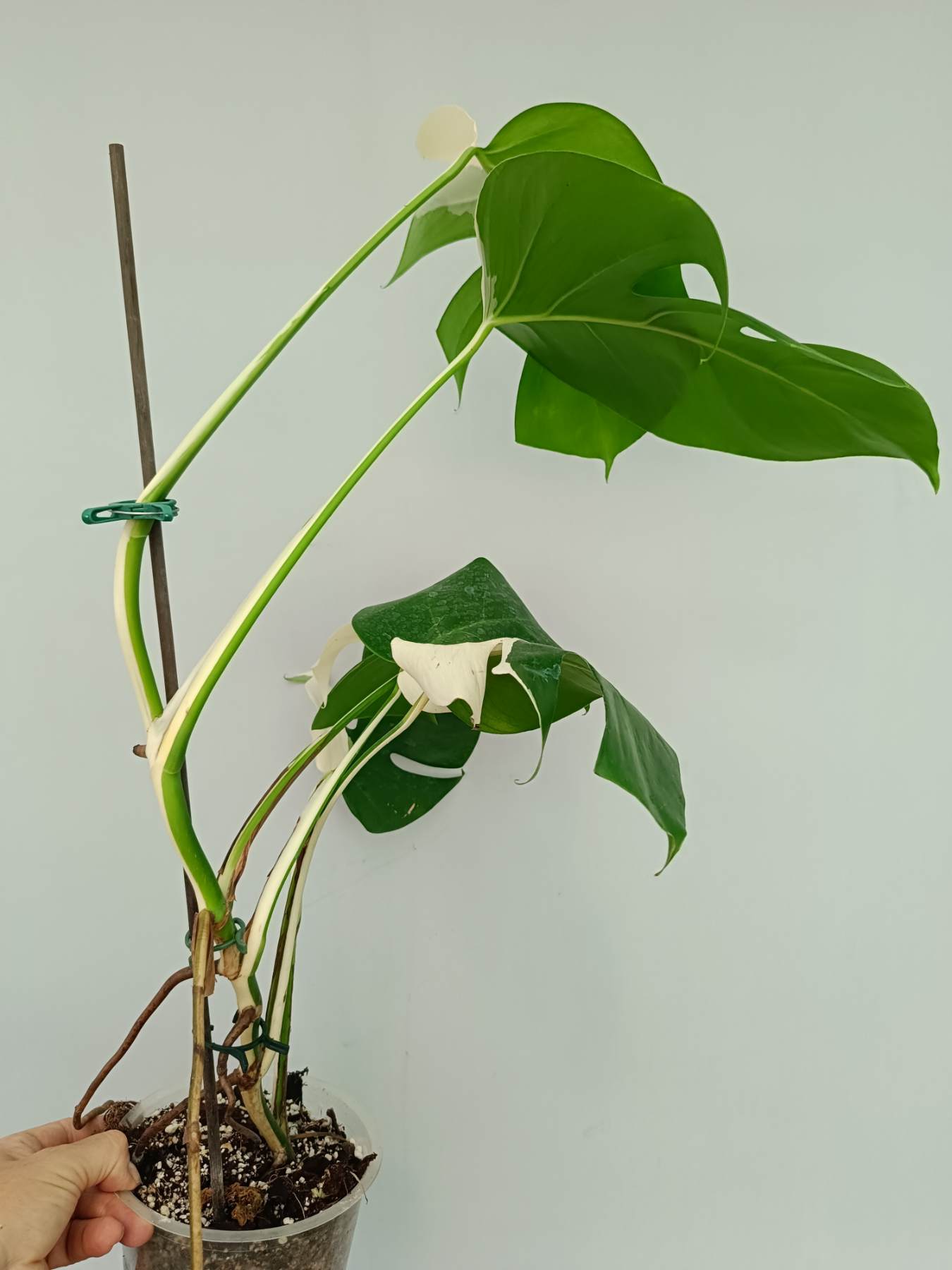 Monstera Albo Variegata Solid White