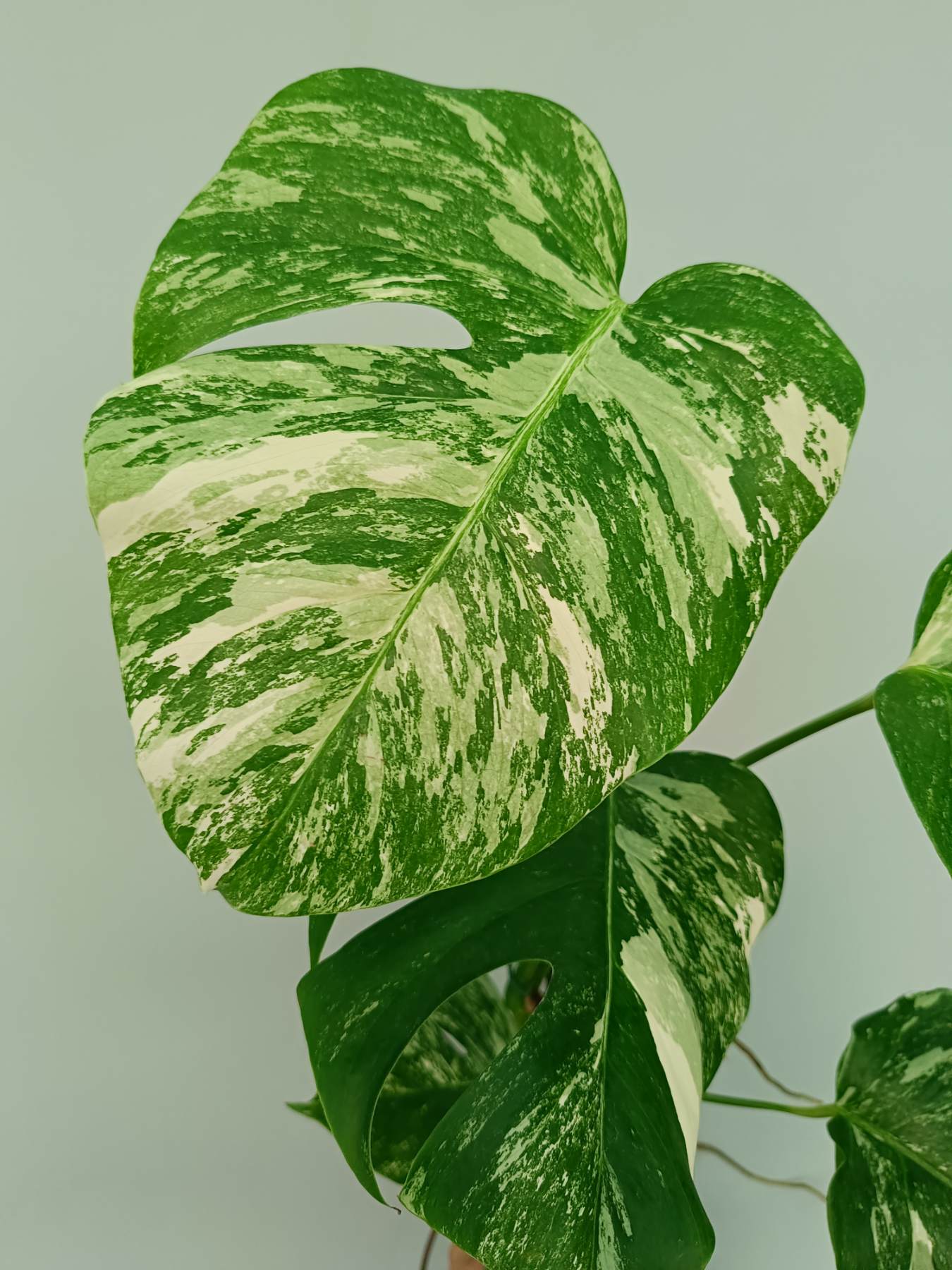 Monstera Albo Variegata