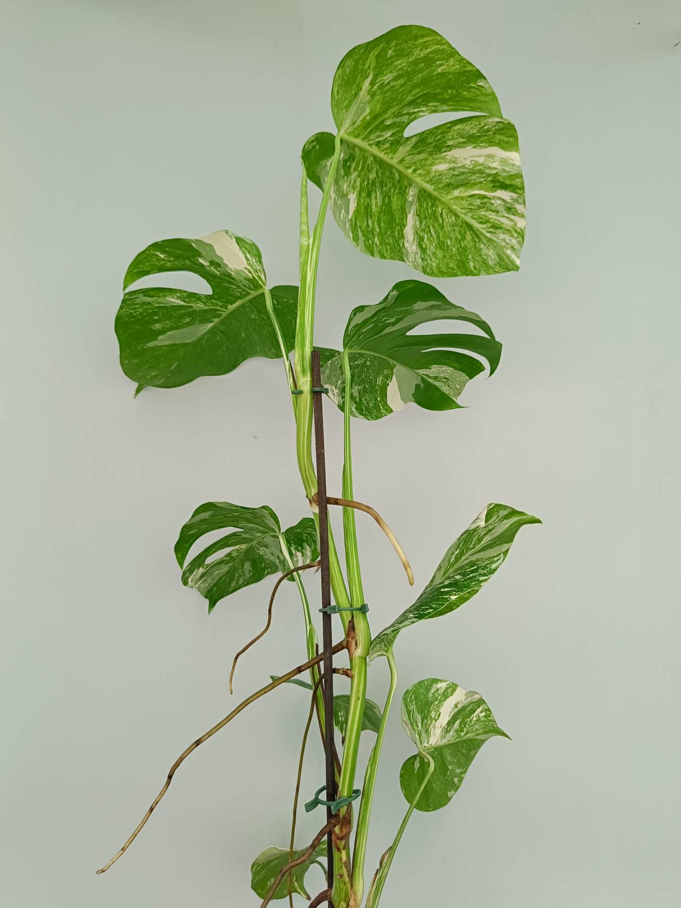 Monstera Albo Variegata