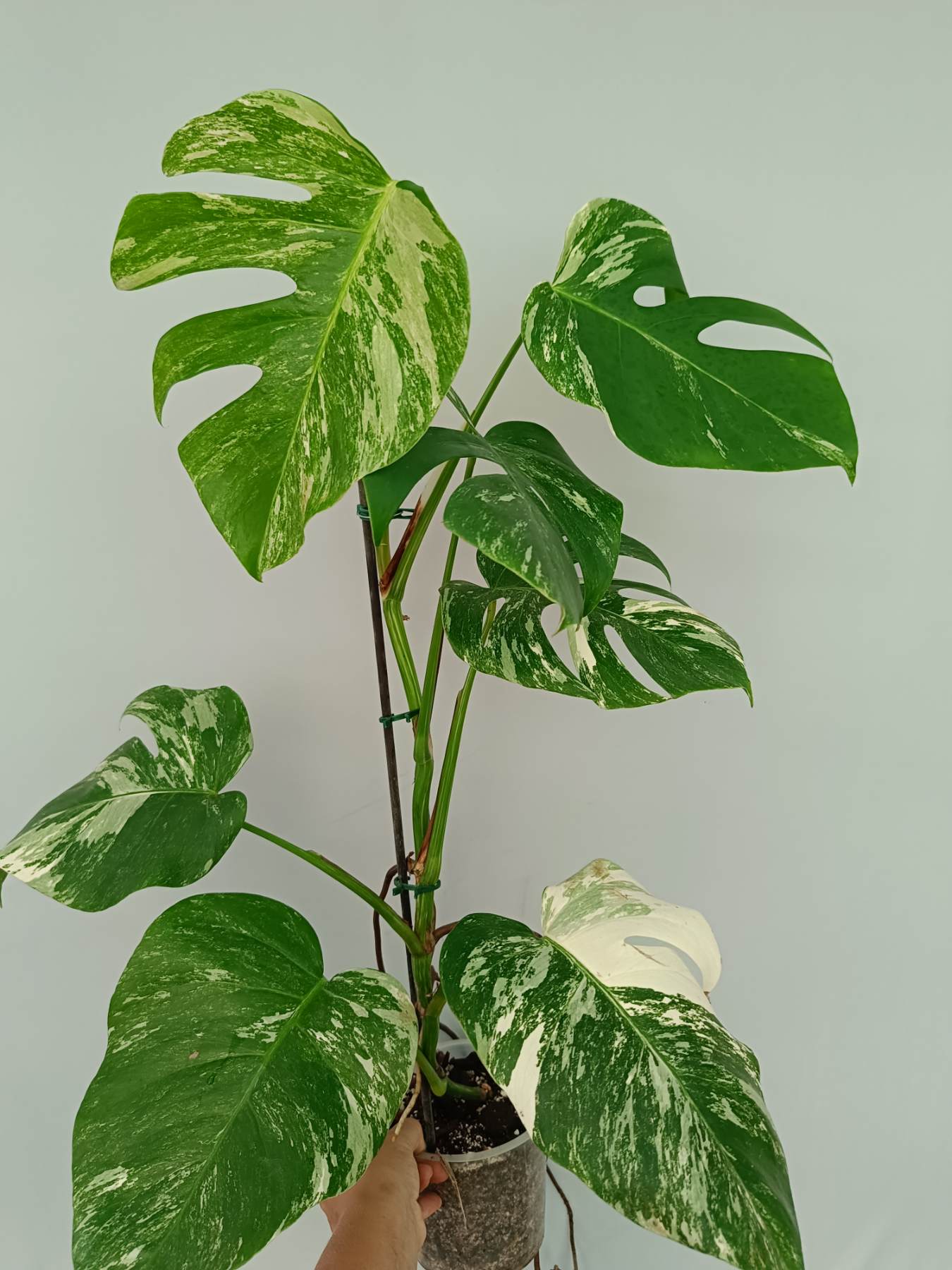 Monstera Albo Variegata