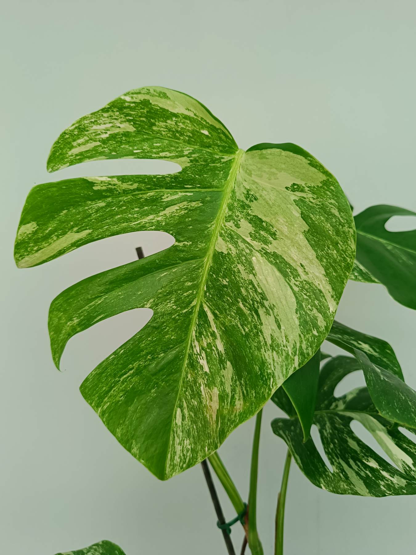 Monstera Albo Variegata
