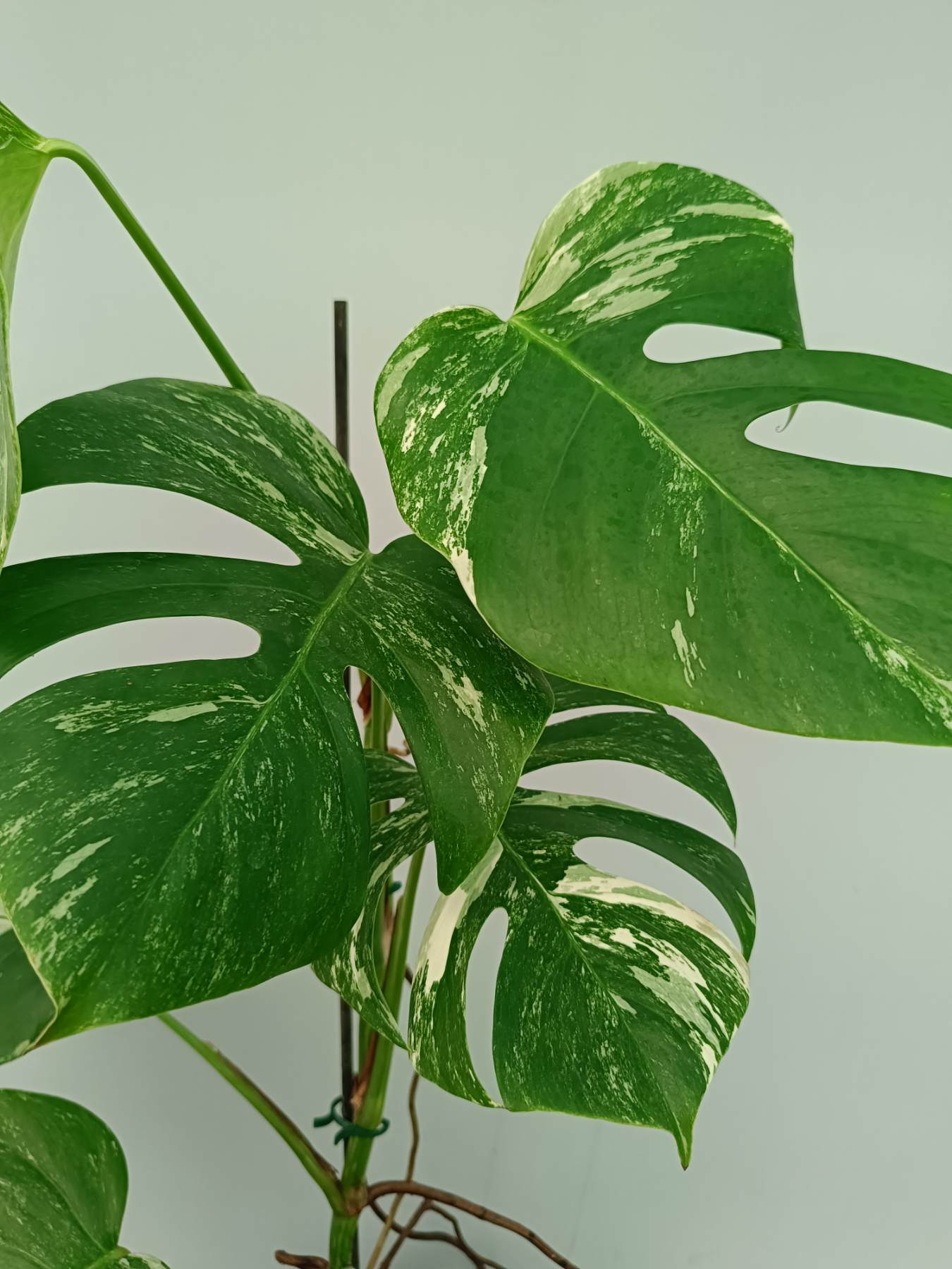 Monstera Albo Variegata
