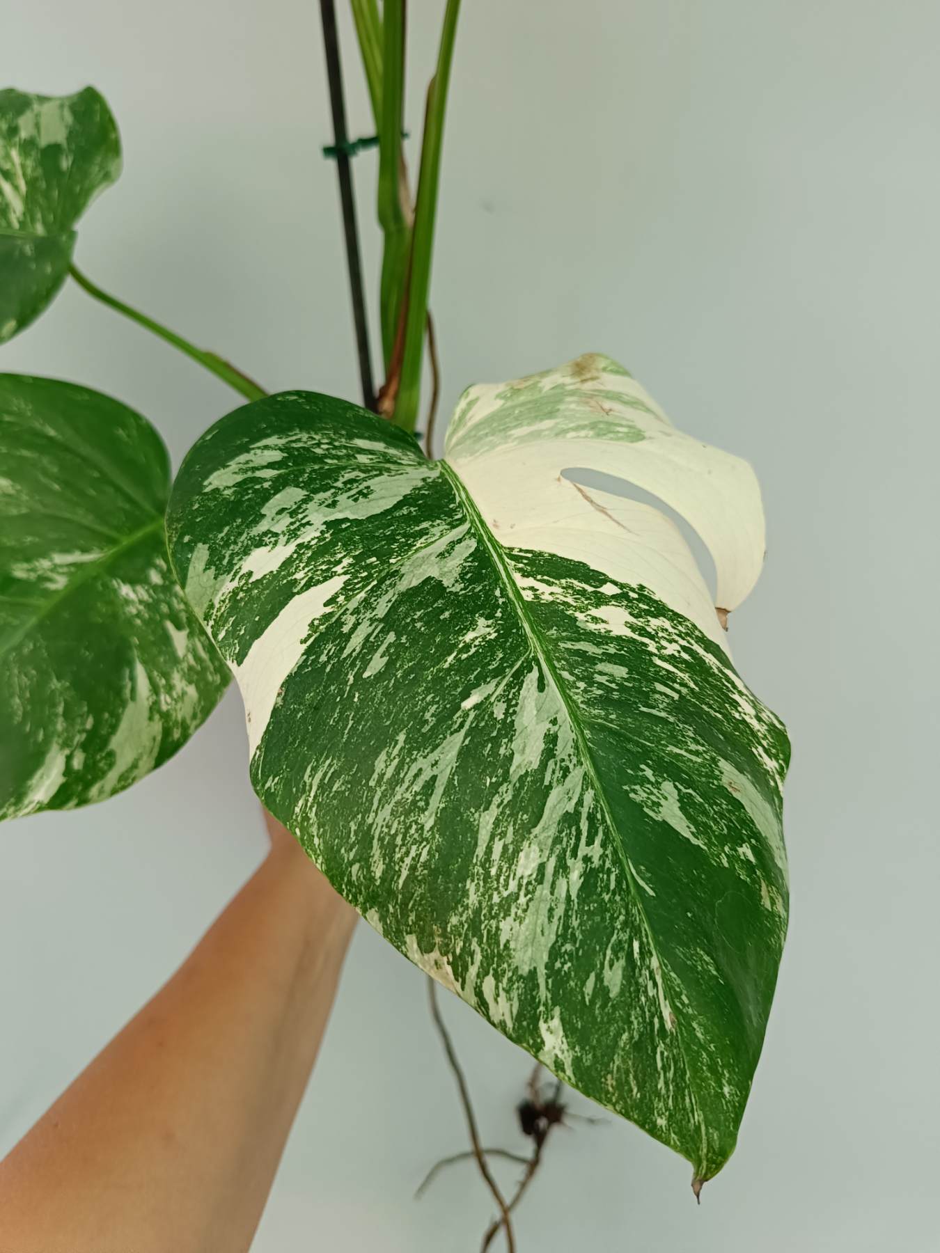 Monstera Albo Variegata