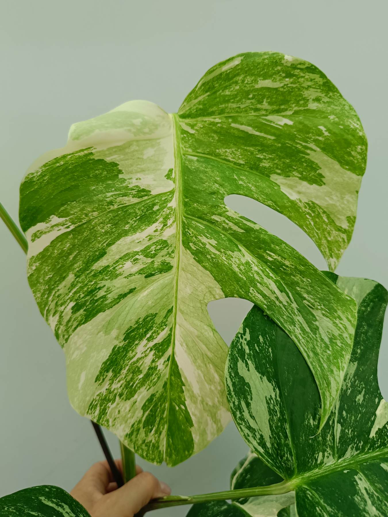 Monstera Albo Variegata