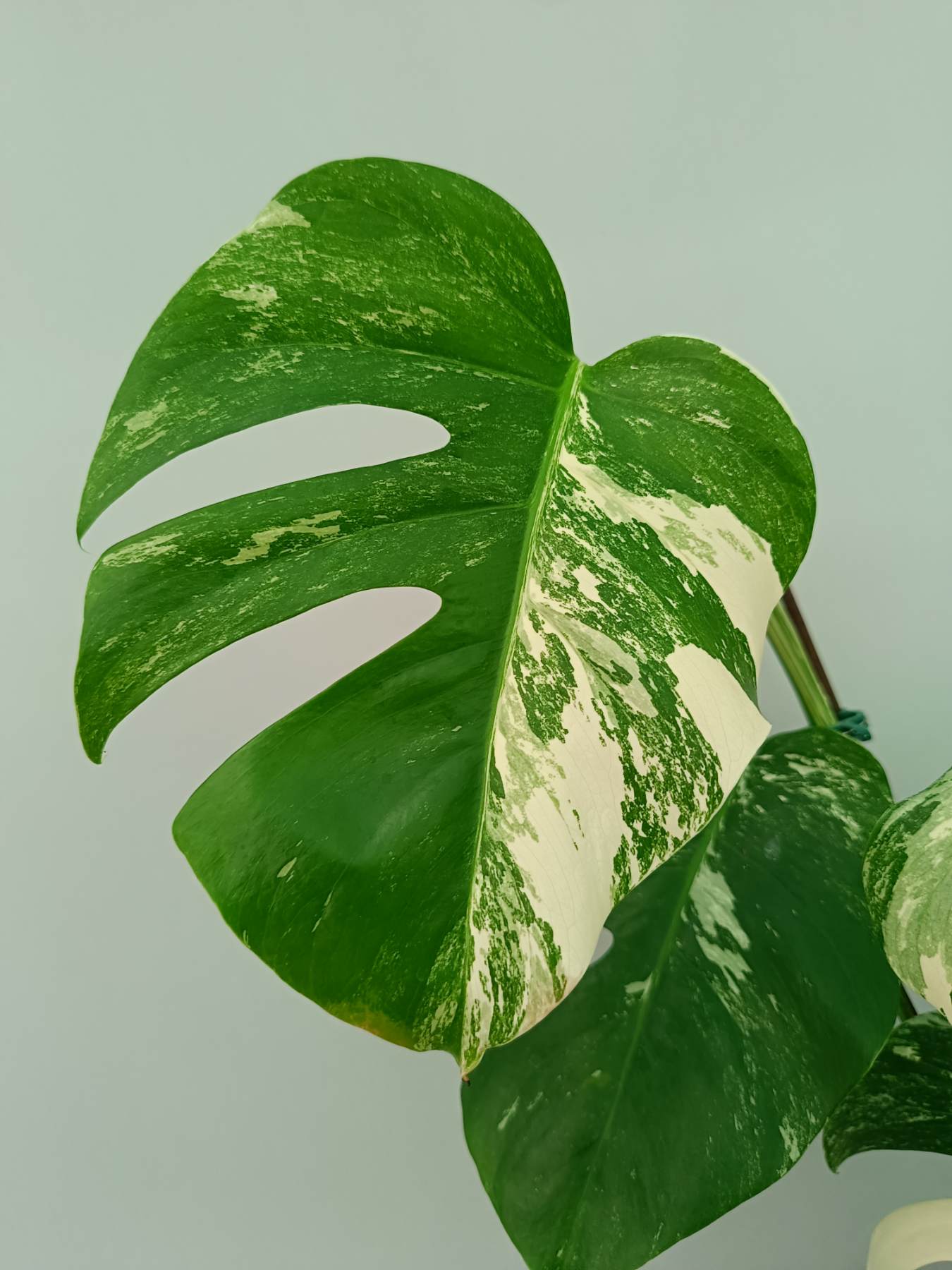monstera pflanze echt Monstera Monkey Mask in Glas kaufen? | Bo Kito
