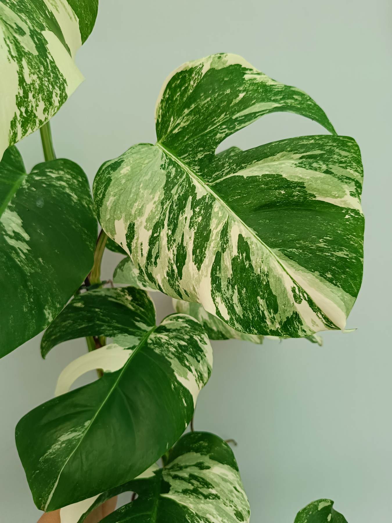 Monstera Albo Variegata