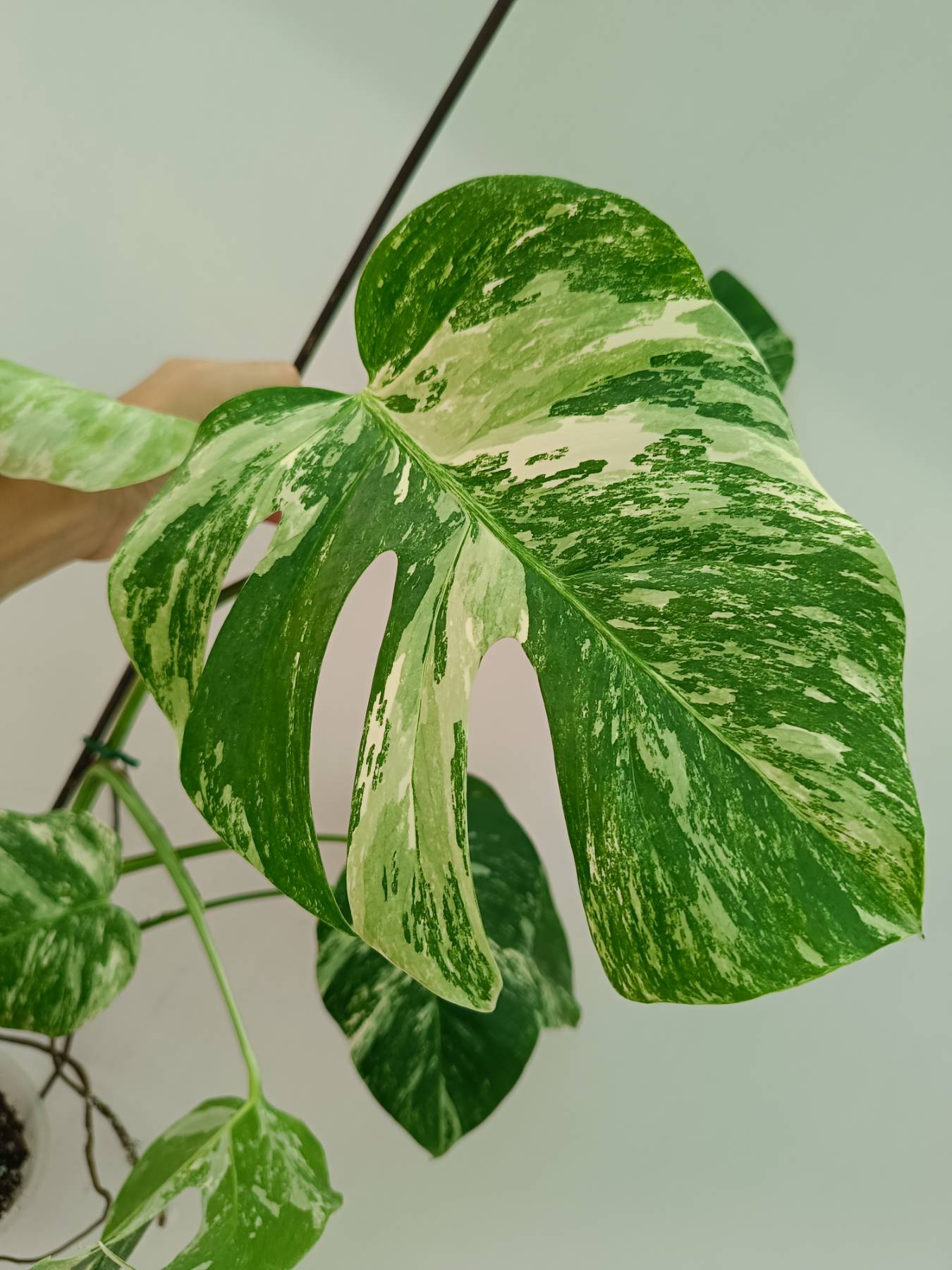 Monstera Albo Variegata
