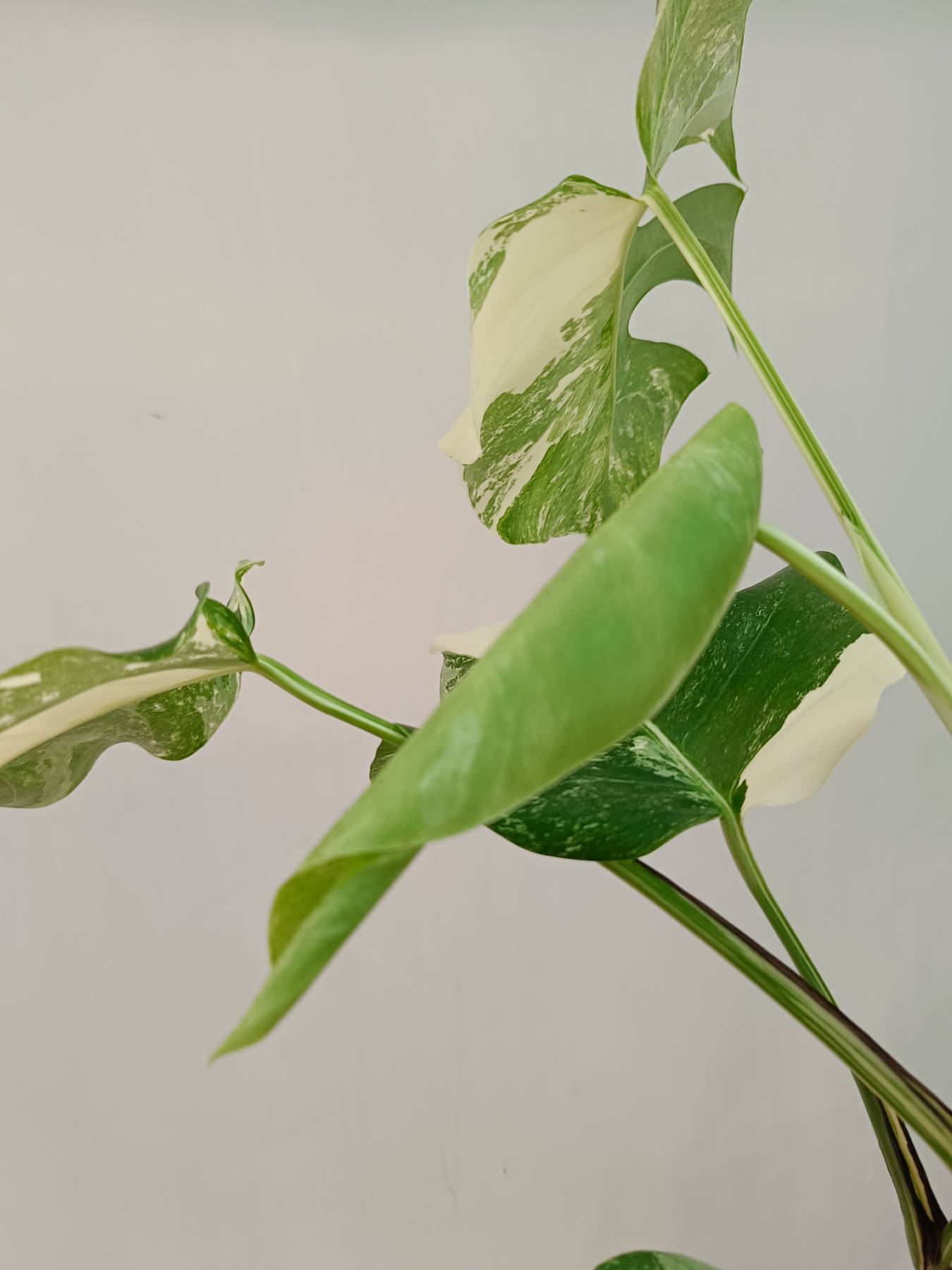 Monstera Albo Variegata