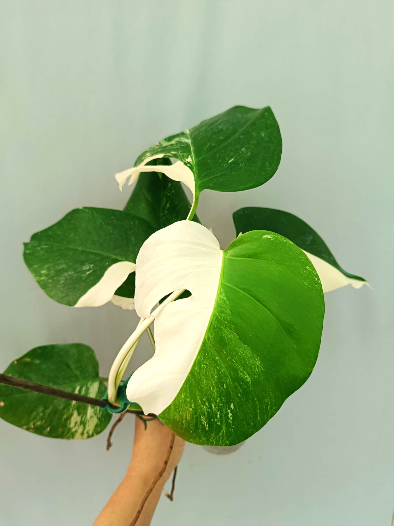 half moon adansonii monstera Monstera albo variegata HALFMOON