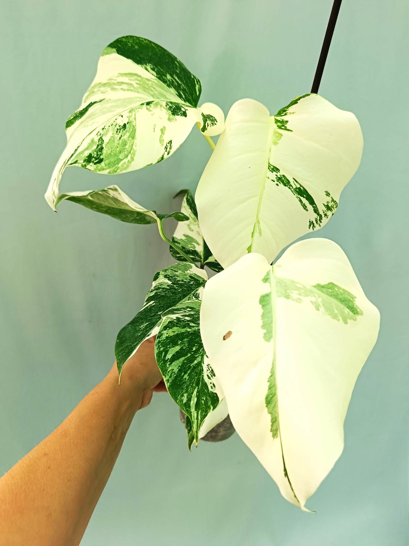white monstera plant for sale near me Monstera albo variegata EXTRA WHITE