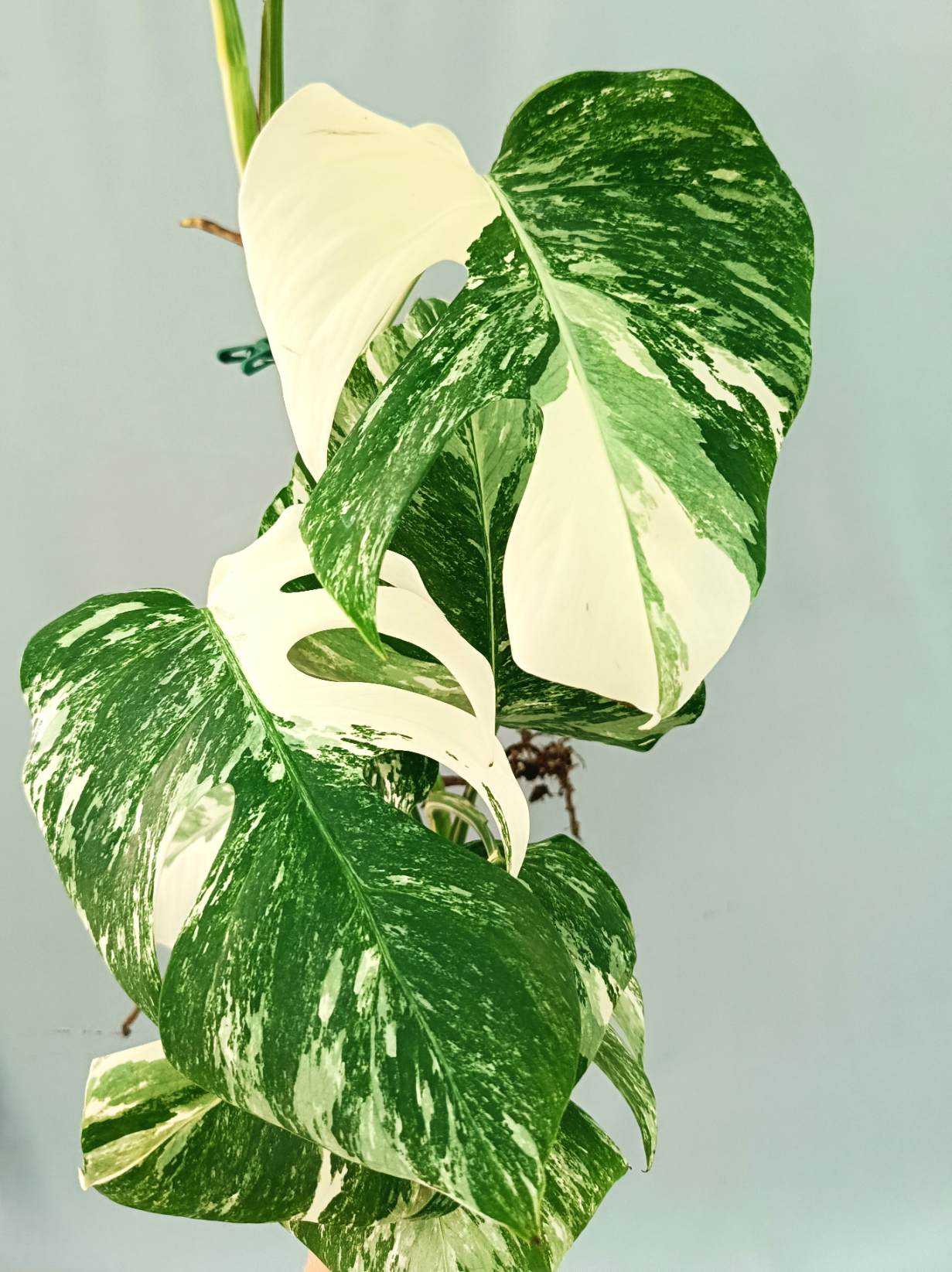 Monstera albo variegata EXTRA WHITE