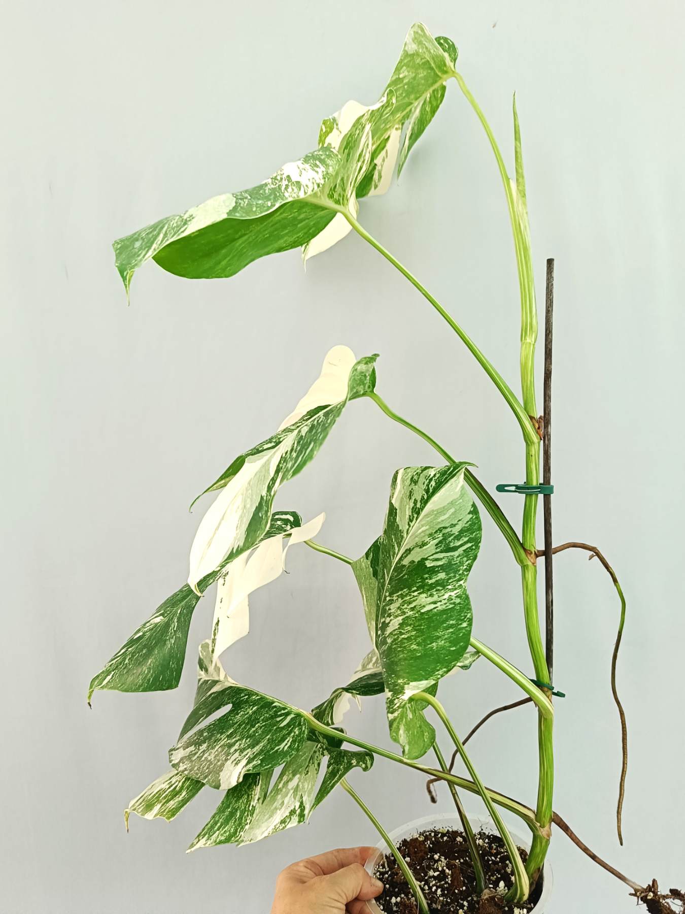 Monstera albo variegata EXTRA WHITE
