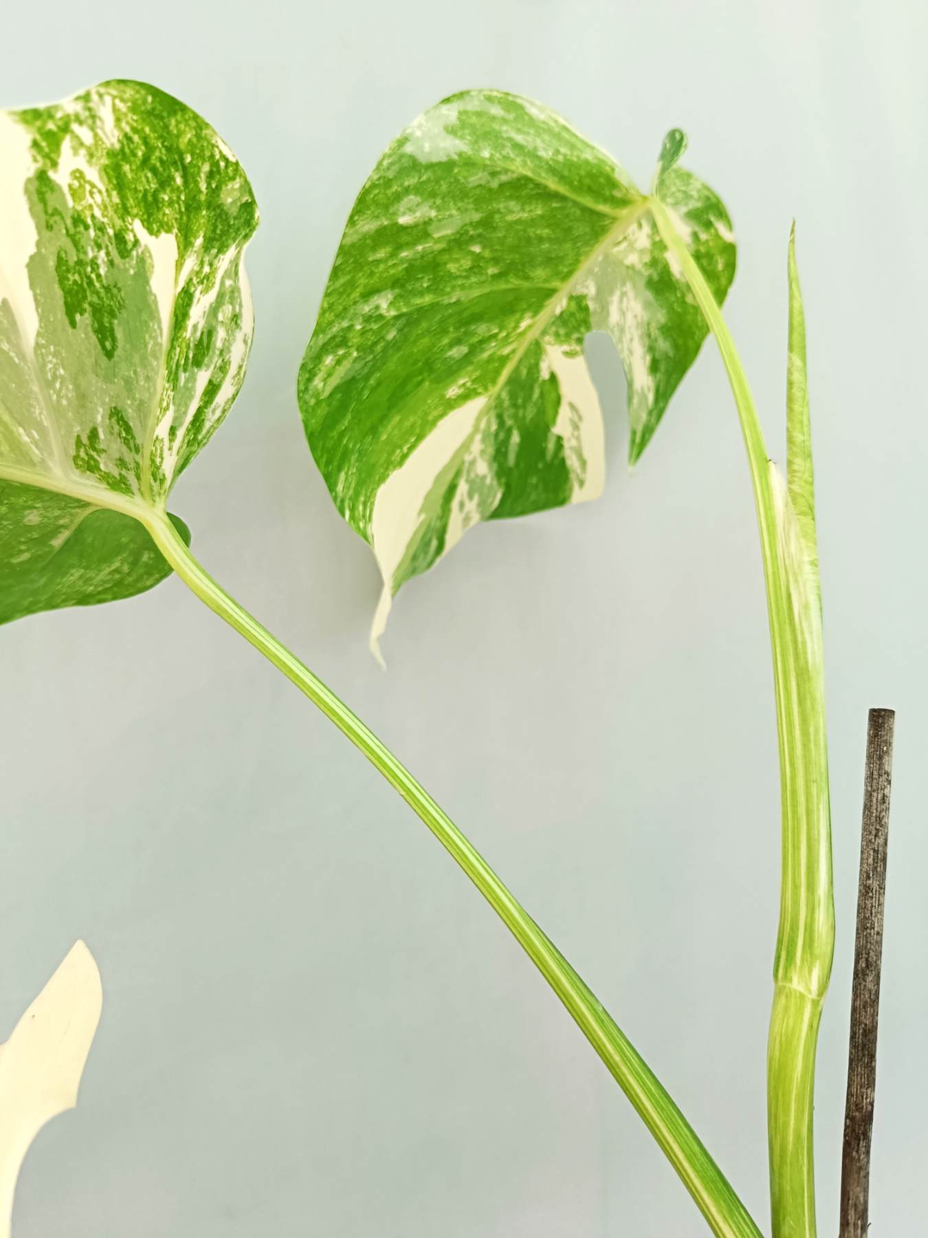 Monstera albo variegata EXTRA WHITE