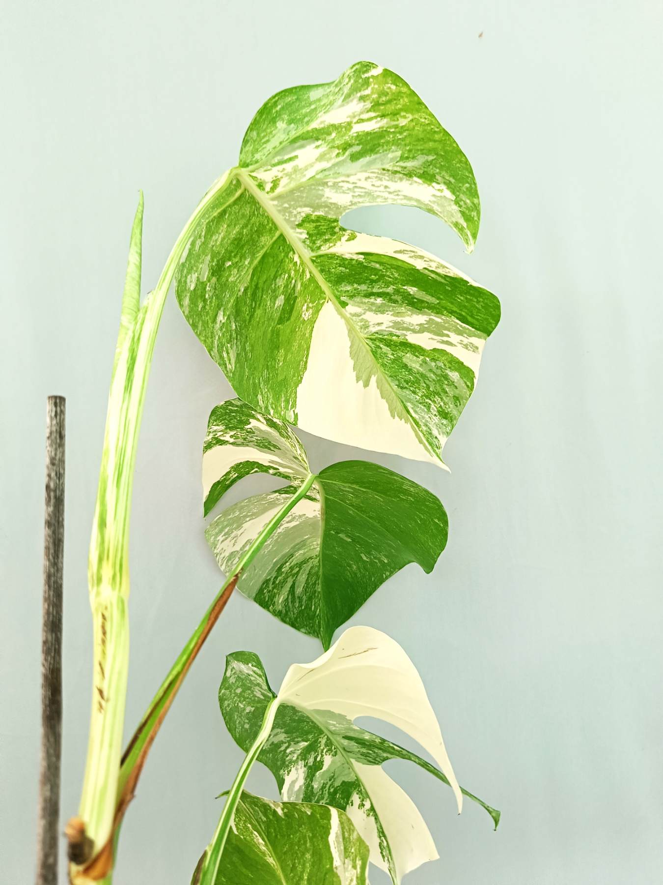 Monstera albo variegata EXTRA WHITE
