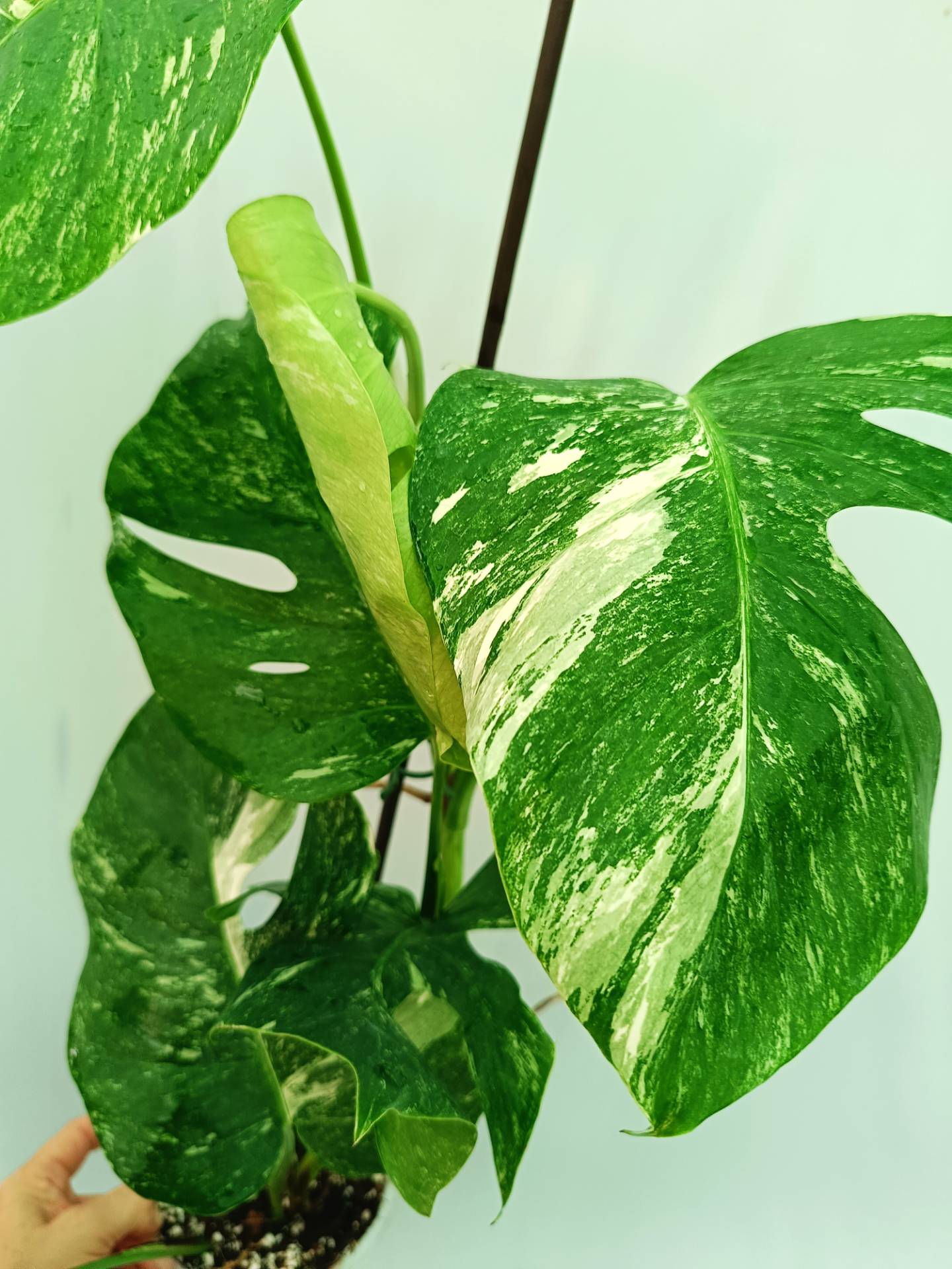 Monstera albo variegata